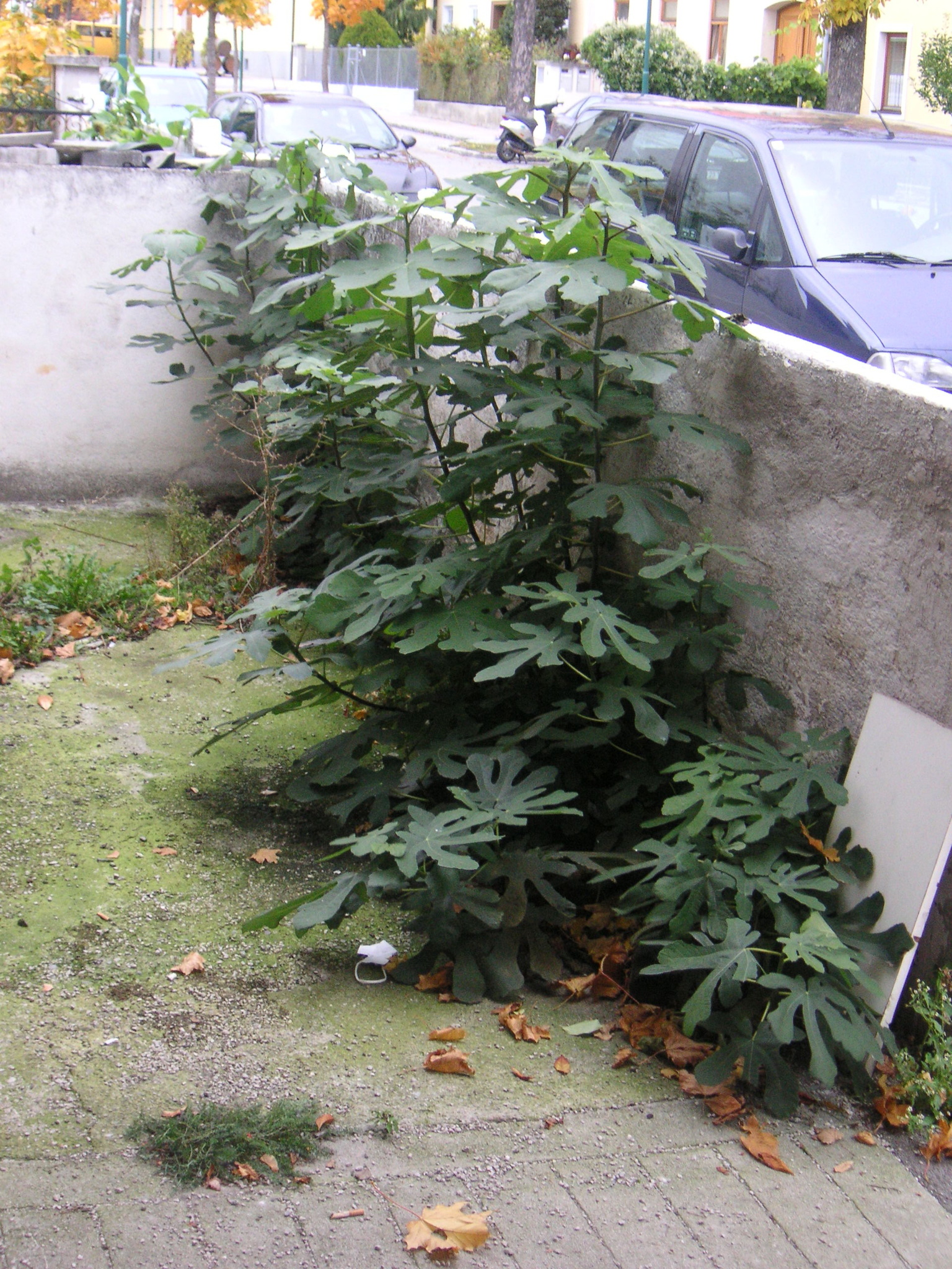 Common Fig — photo 2