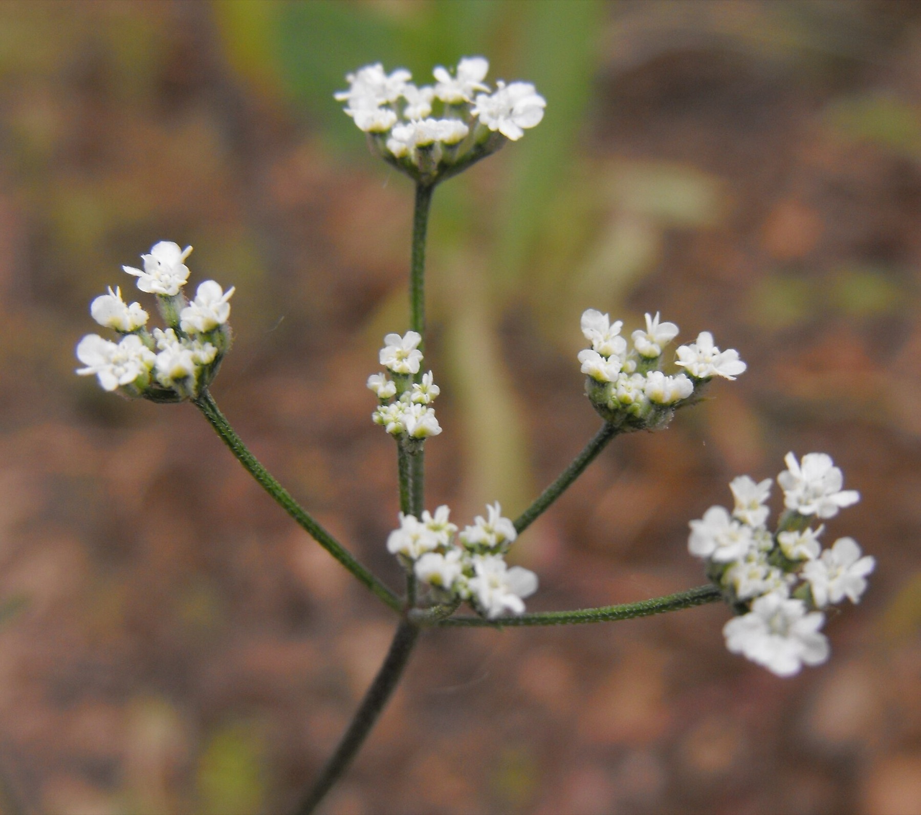 Common Hedge Parsley — photo 6