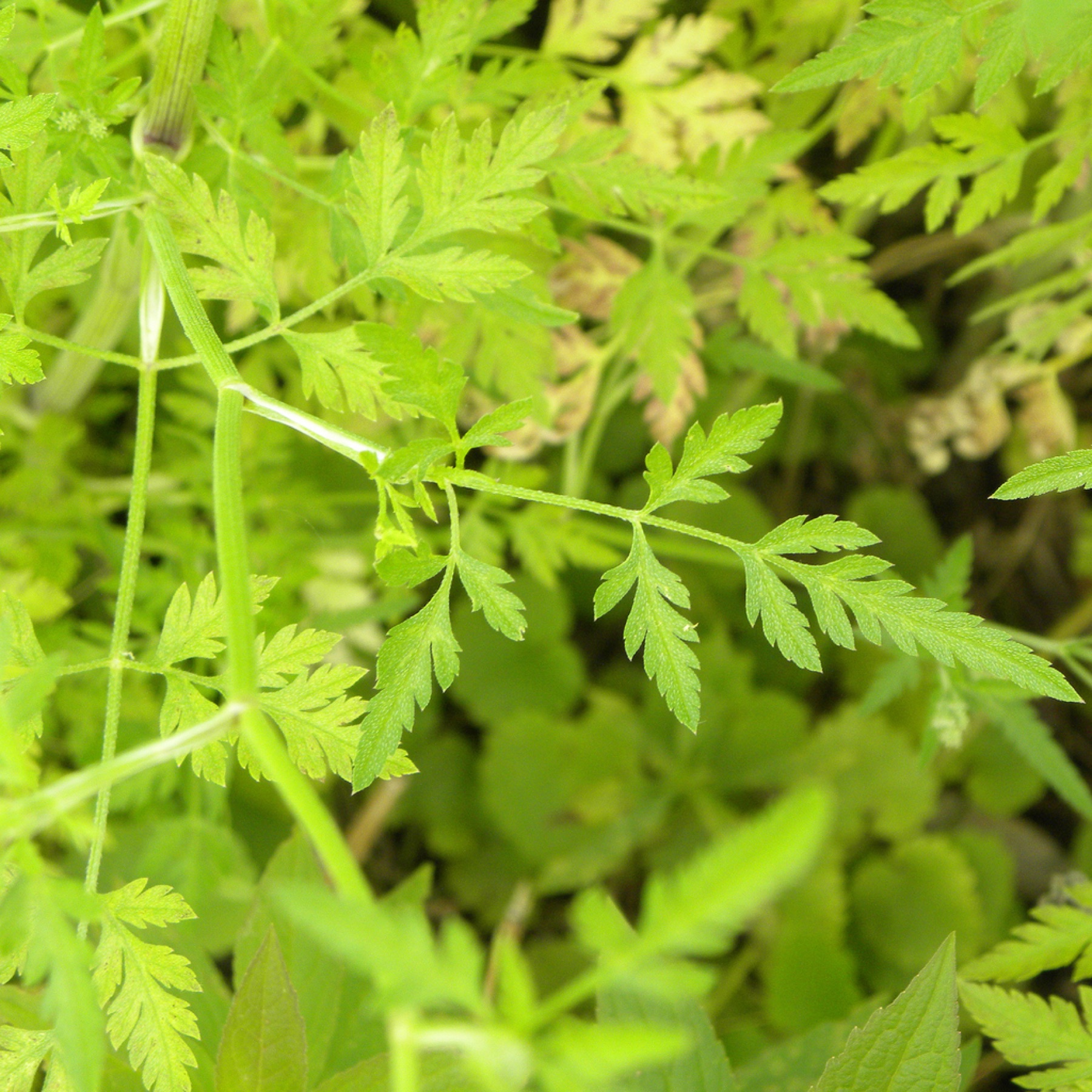 Common Hedge Parsley — photo 7