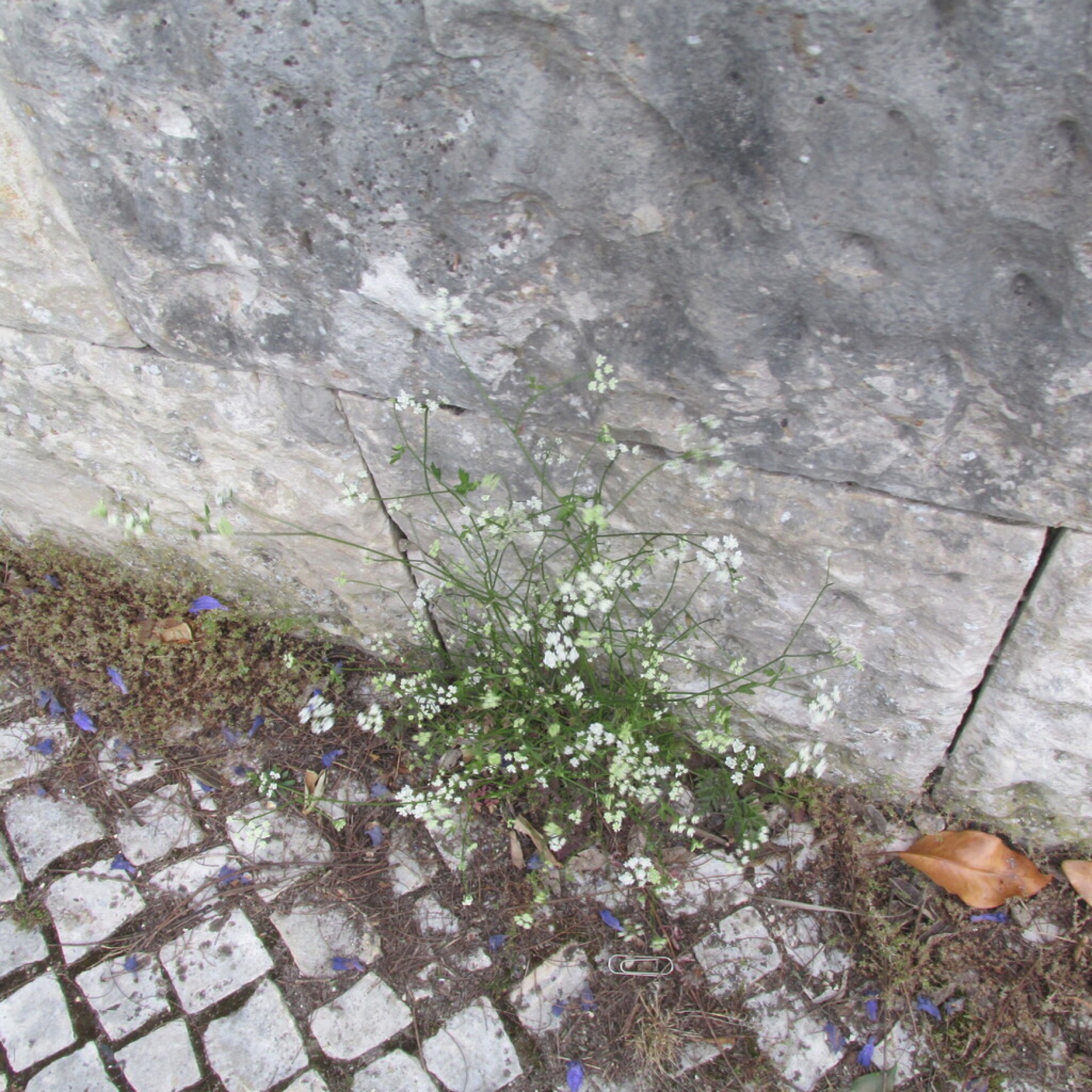 Common Hedge Parsley — photo 8