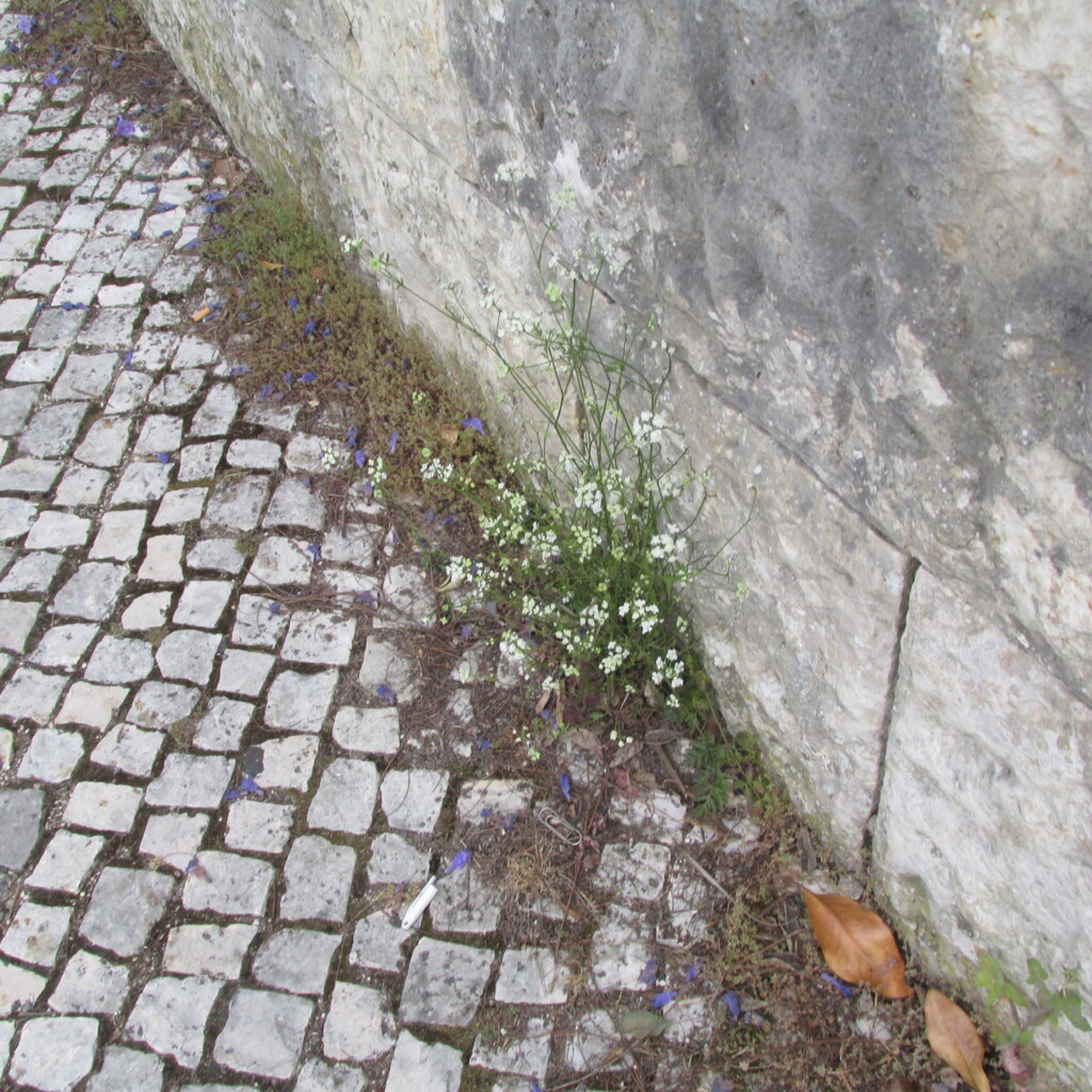 Common Hedge Parsley — photo 9