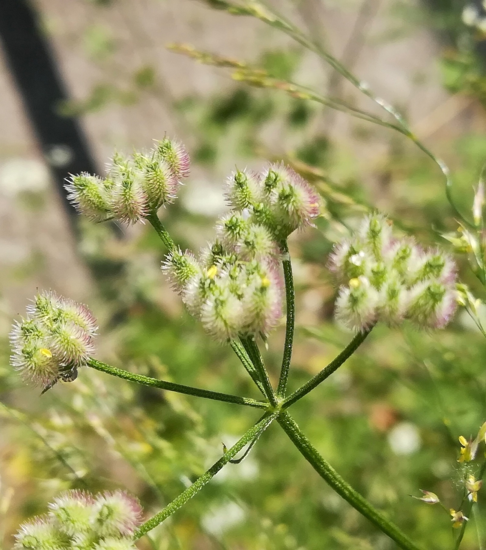 Common Hedge Parsley — photo 10