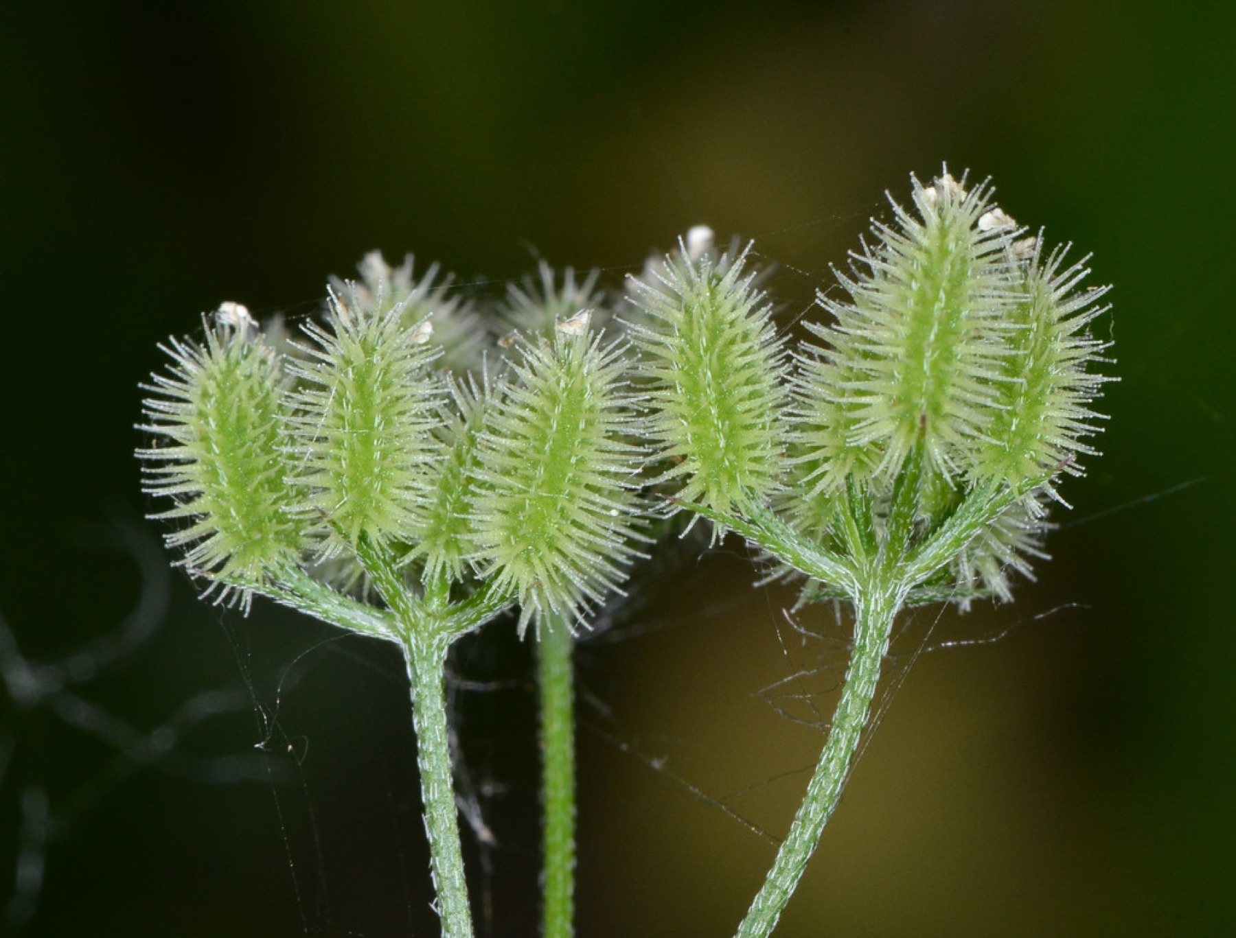 Common Hedge Parsley — photo 11