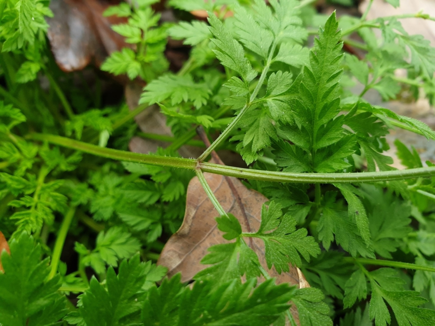 Common Hedge Parsley — photo 12