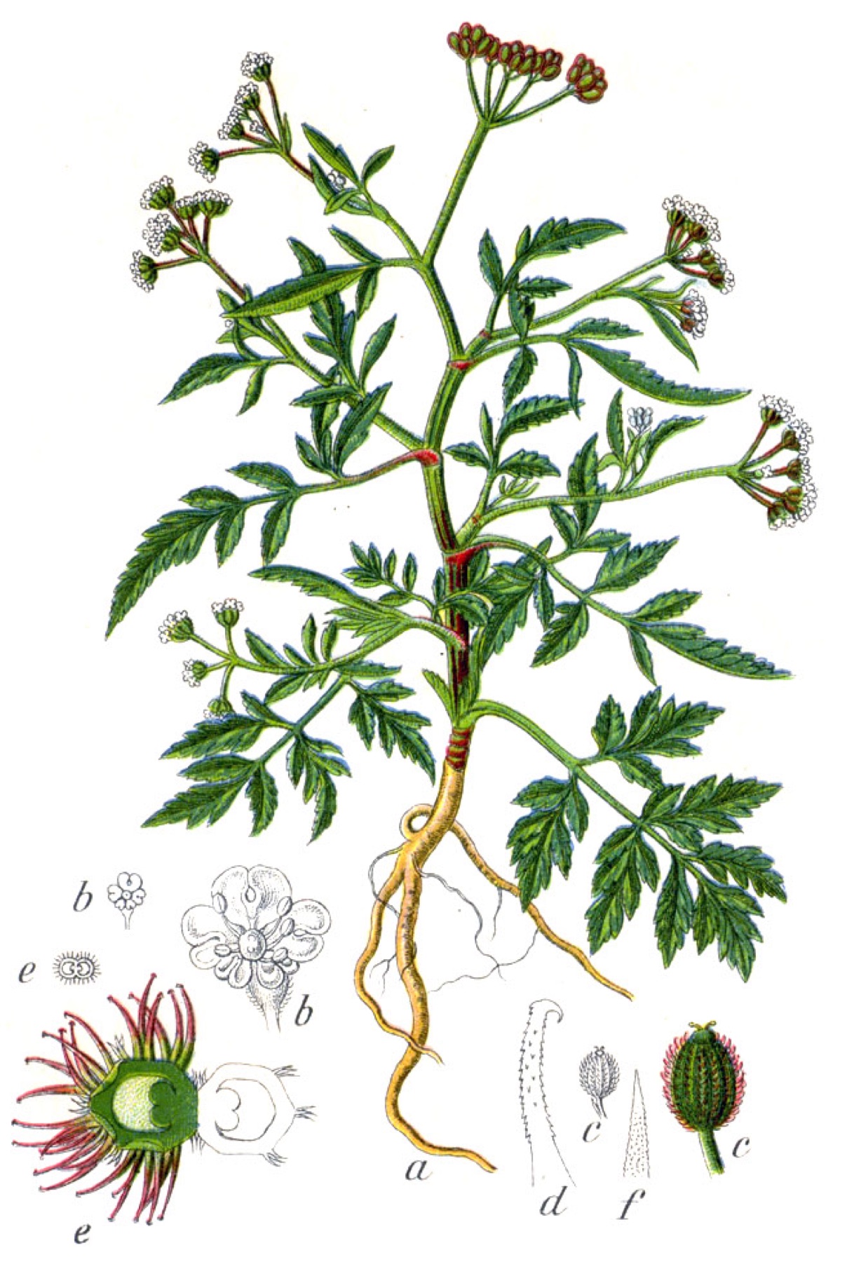 Common Hedge Parsley — photo 13