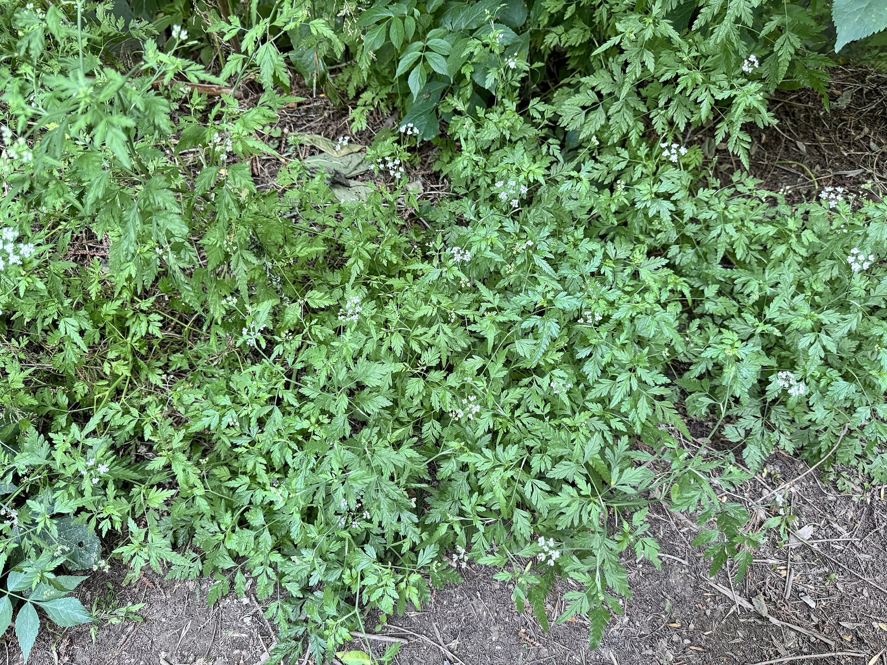 Common Hedge Parsley — photo 14