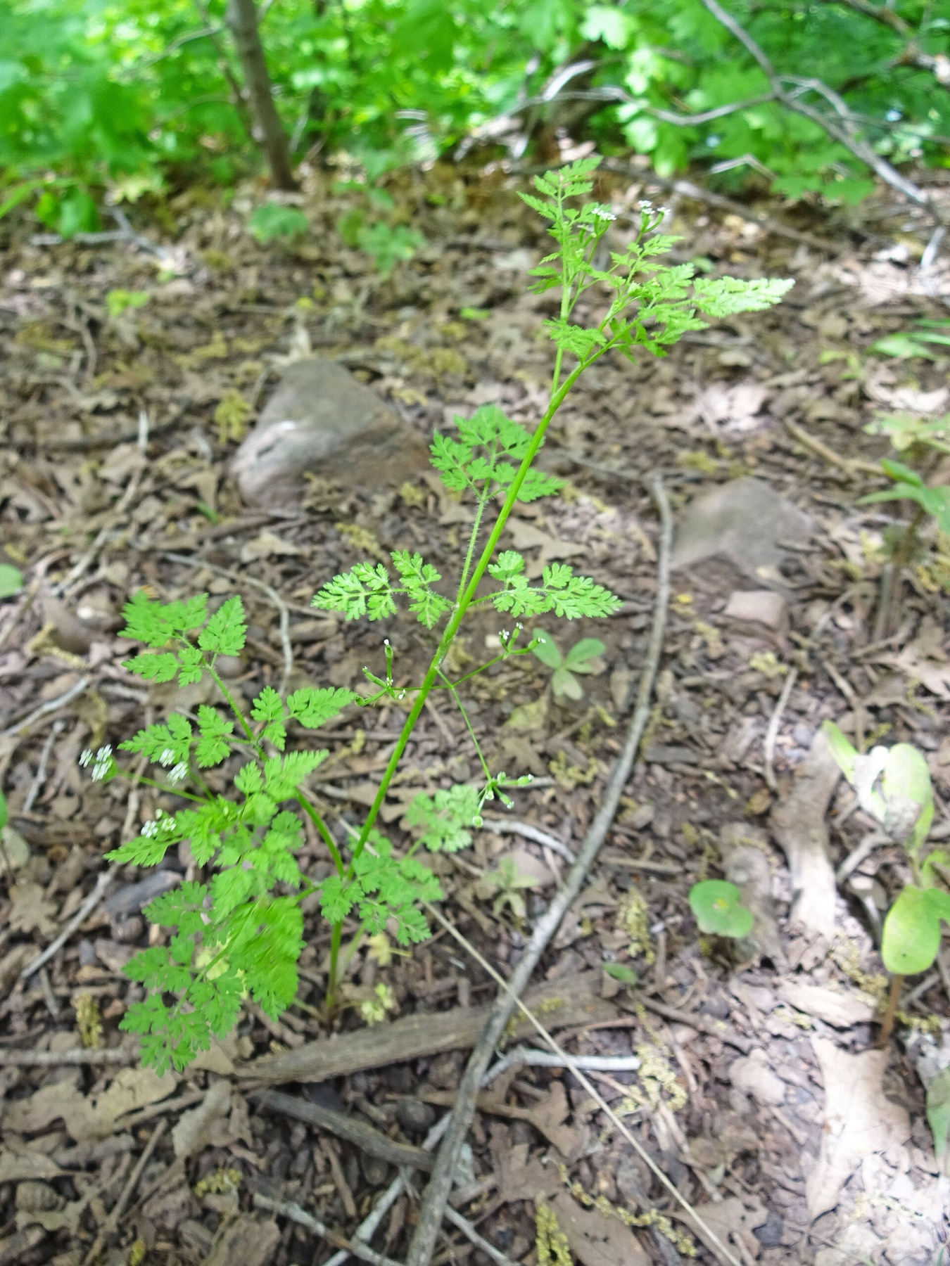 Common Hedge Parsley — photo 15