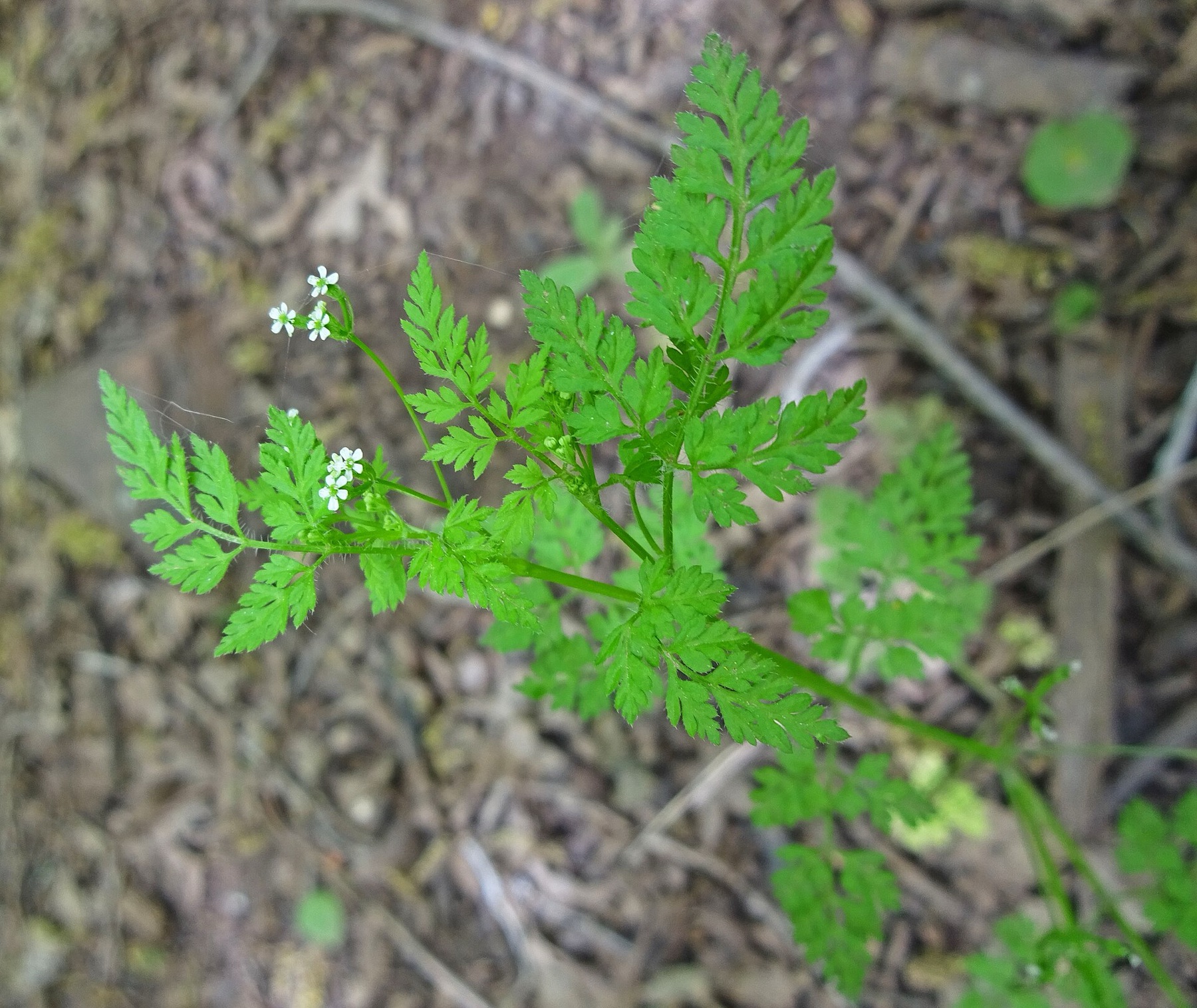 Common Hedge Parsley — photo 16