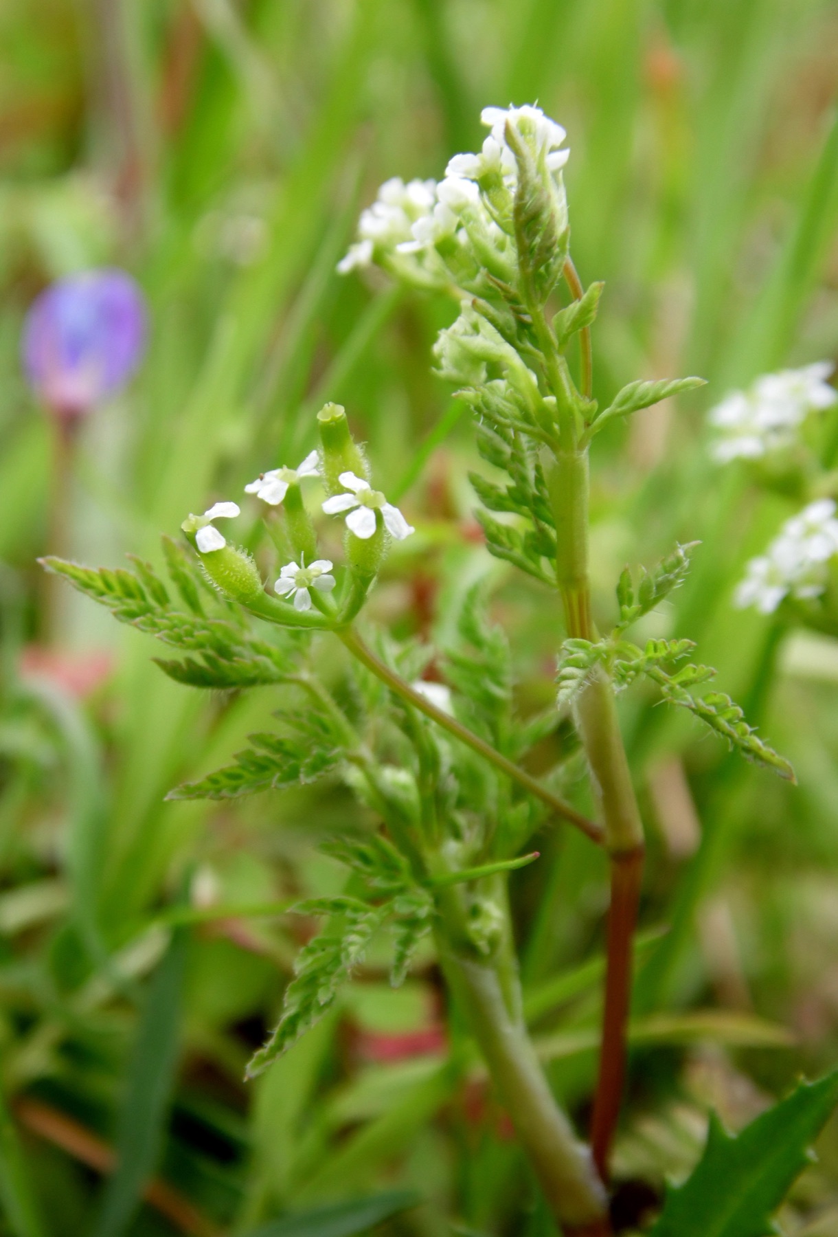 Common Hedge Parsley — photo 17
