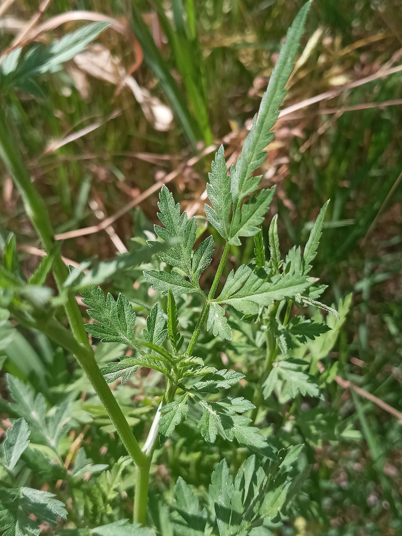 Common Hedge Parsley — photo 18