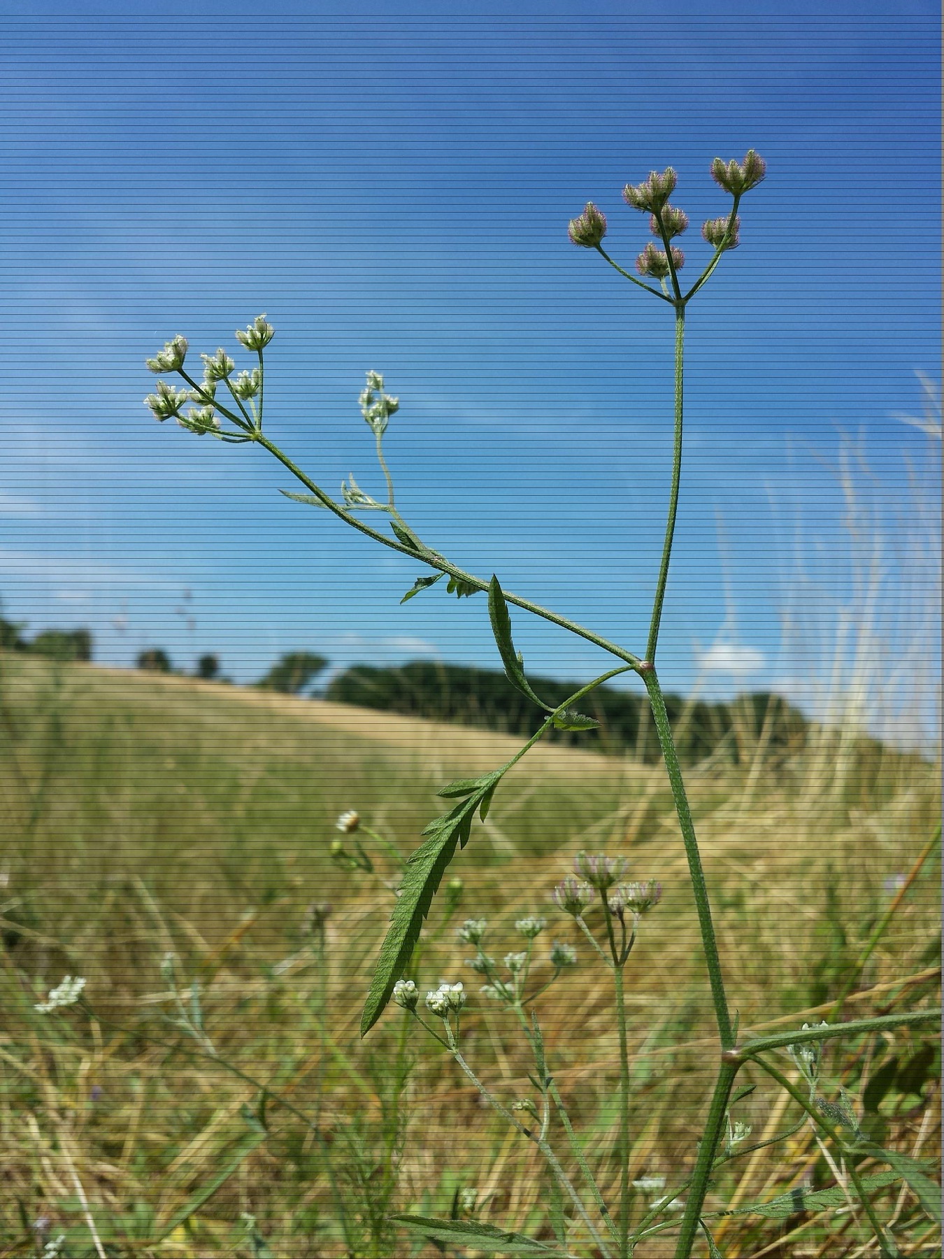 Common Hedge Parsley — photo 19