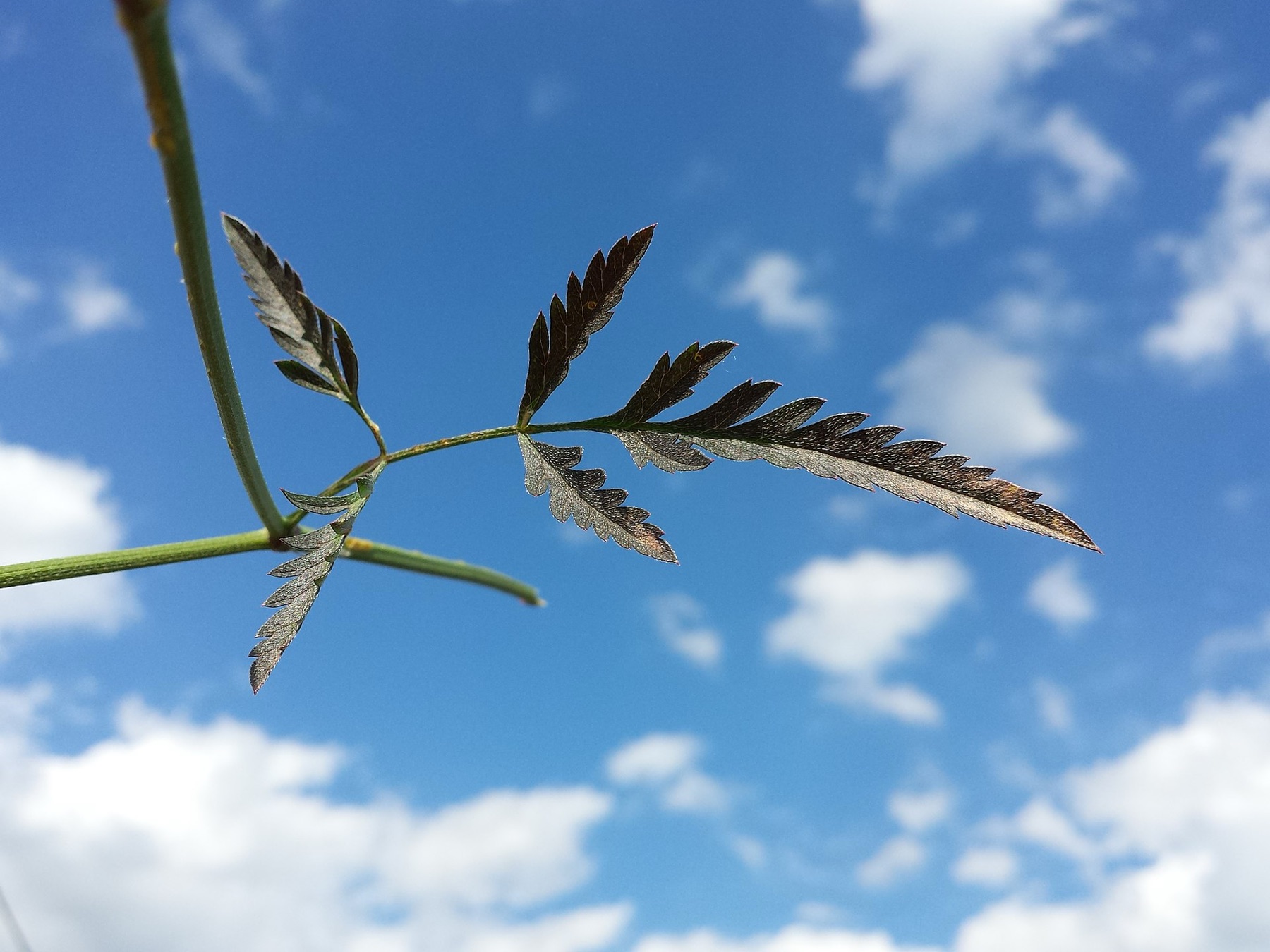 Common Hedge Parsley — photo 20