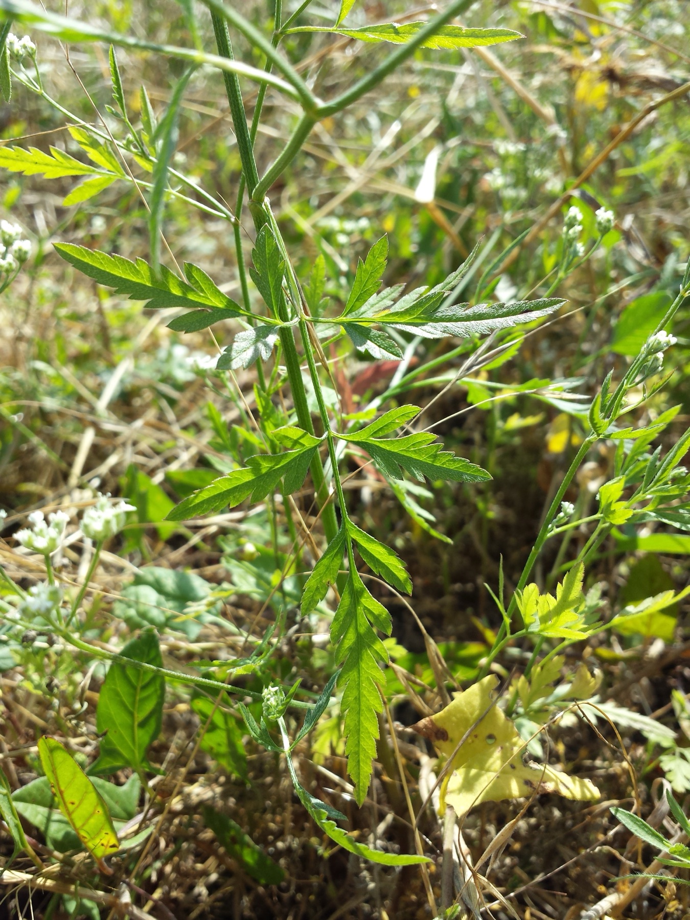 Common Hedge Parsley — photo 22