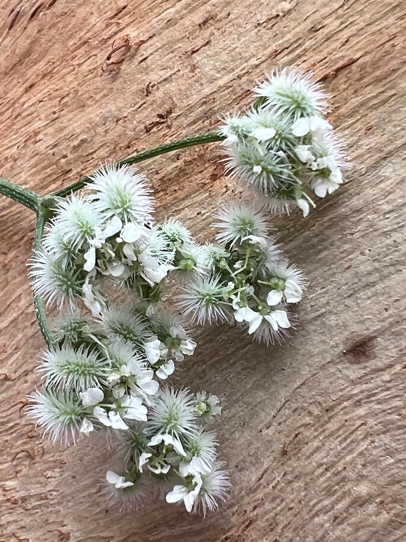 Common Hedge Parsley — photo 23