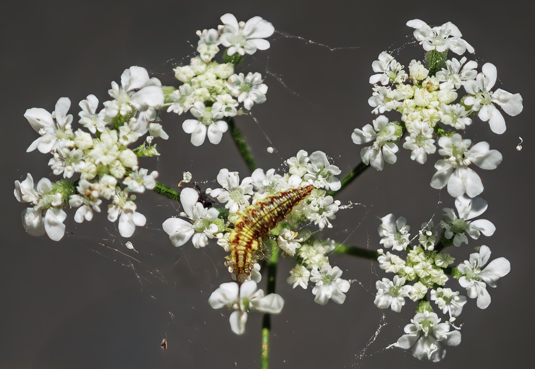 Common Hedge Parsley — photo 24