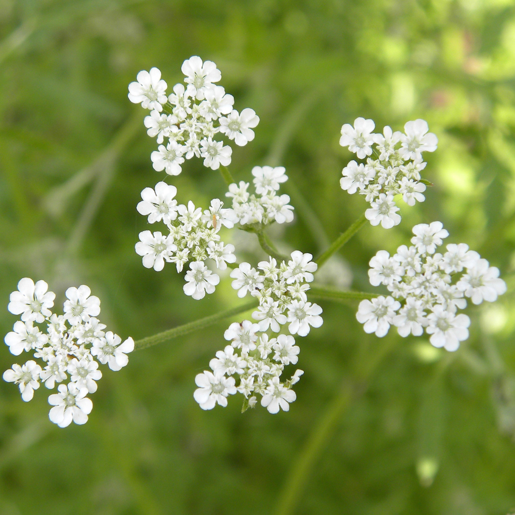 Common Hedge Parsley