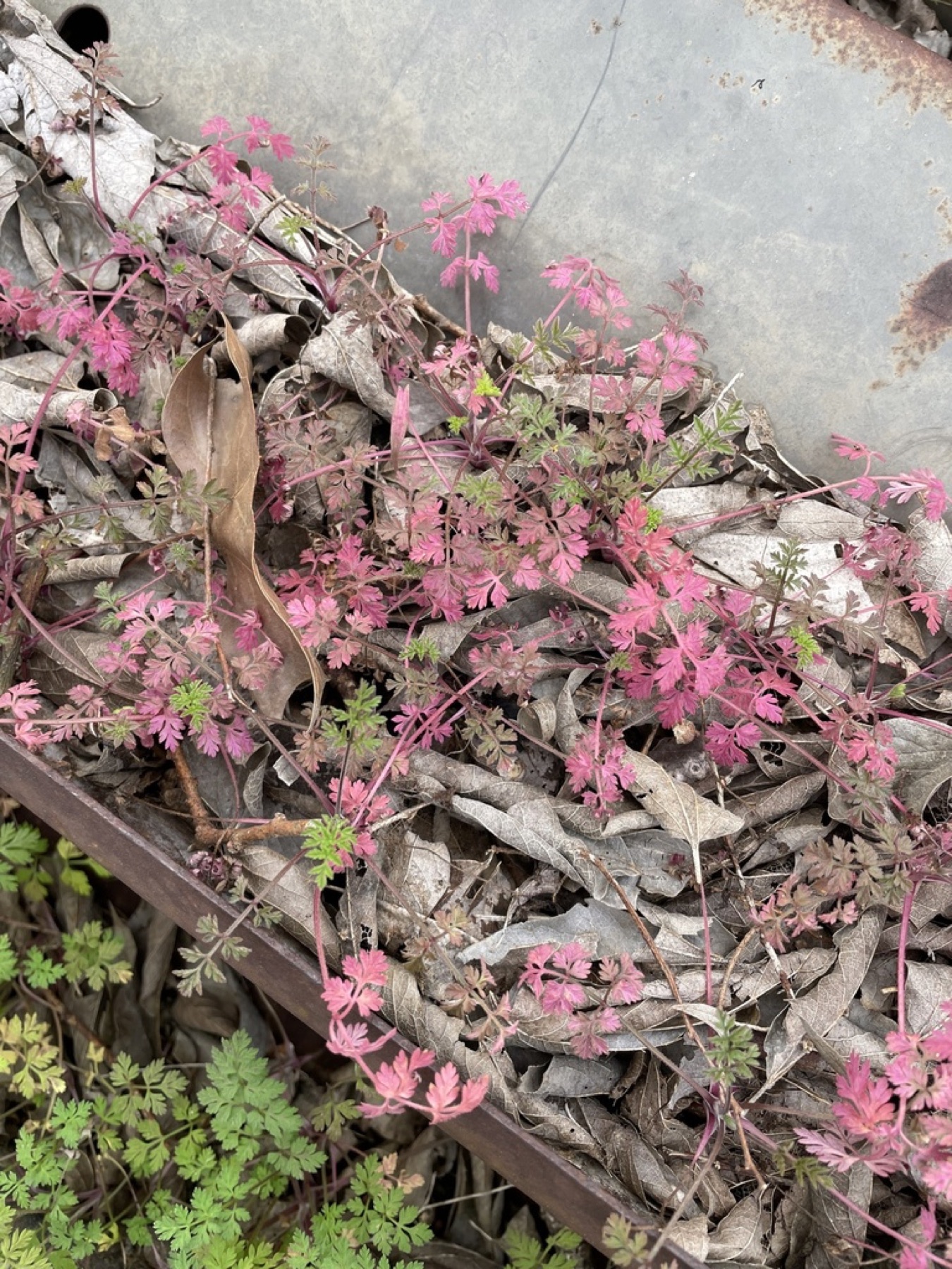 Common Hedge Parsley — photo 2