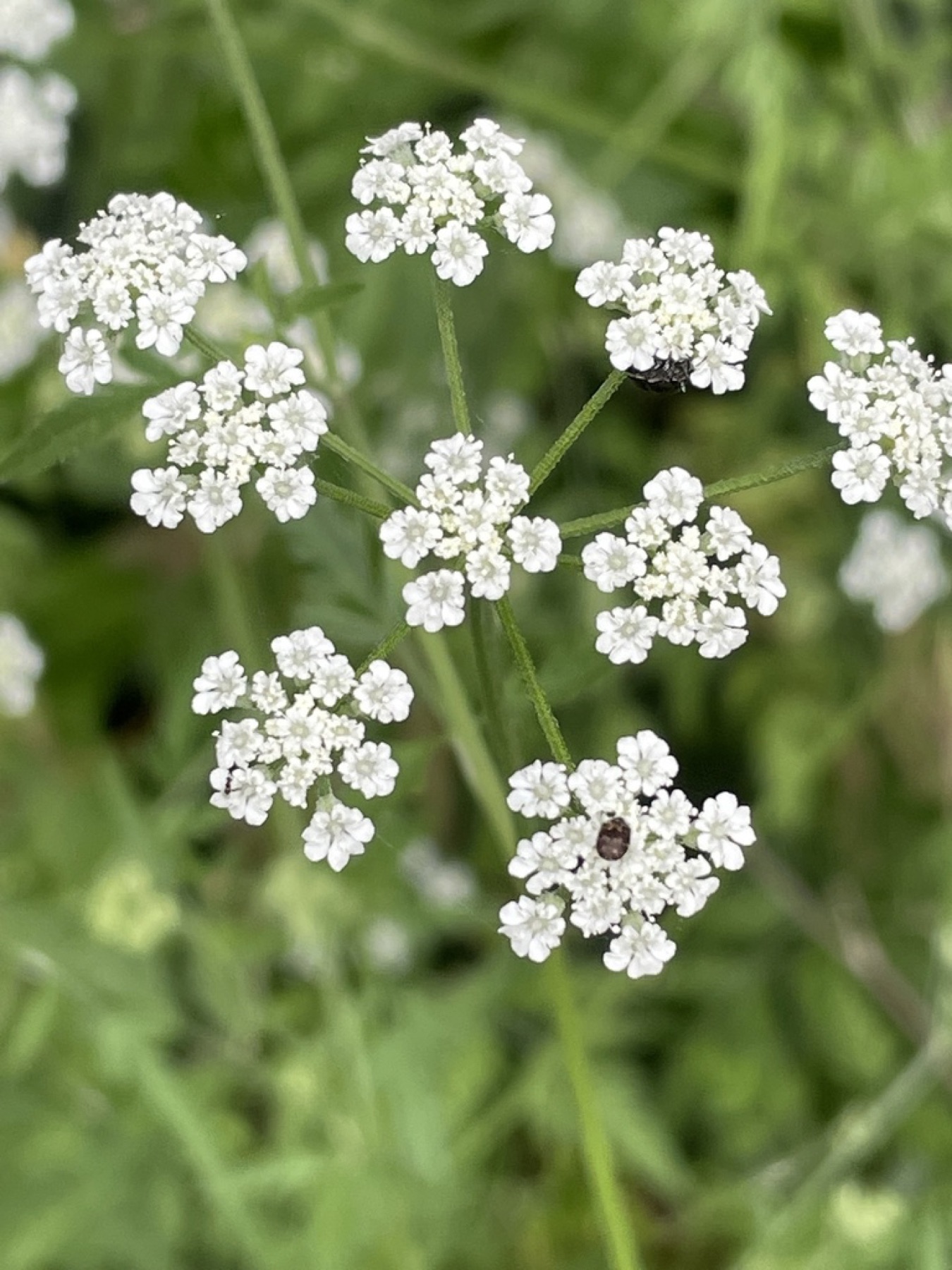 Common Hedge Parsley — photo 3