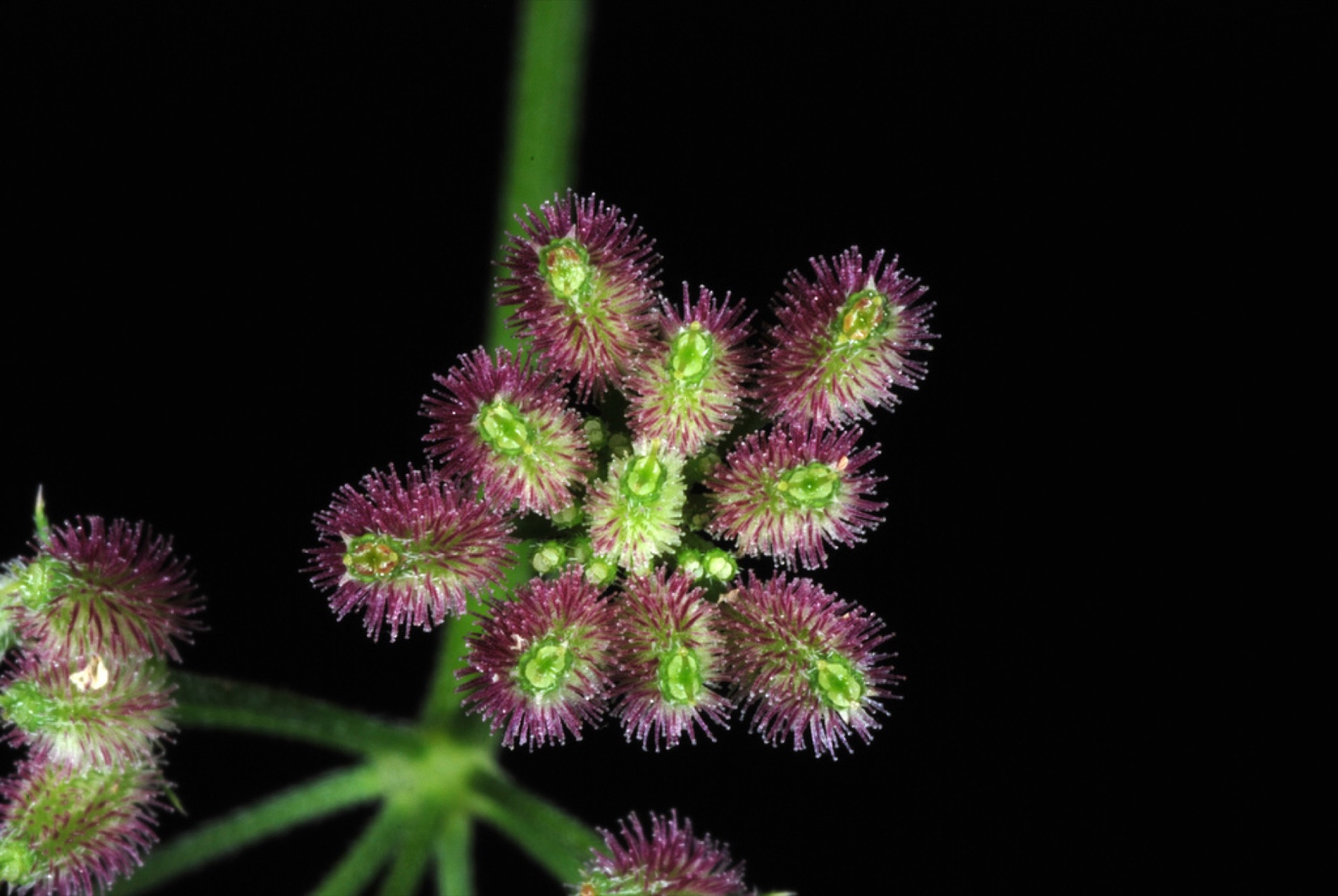 Common Hedge Parsley — photo 4