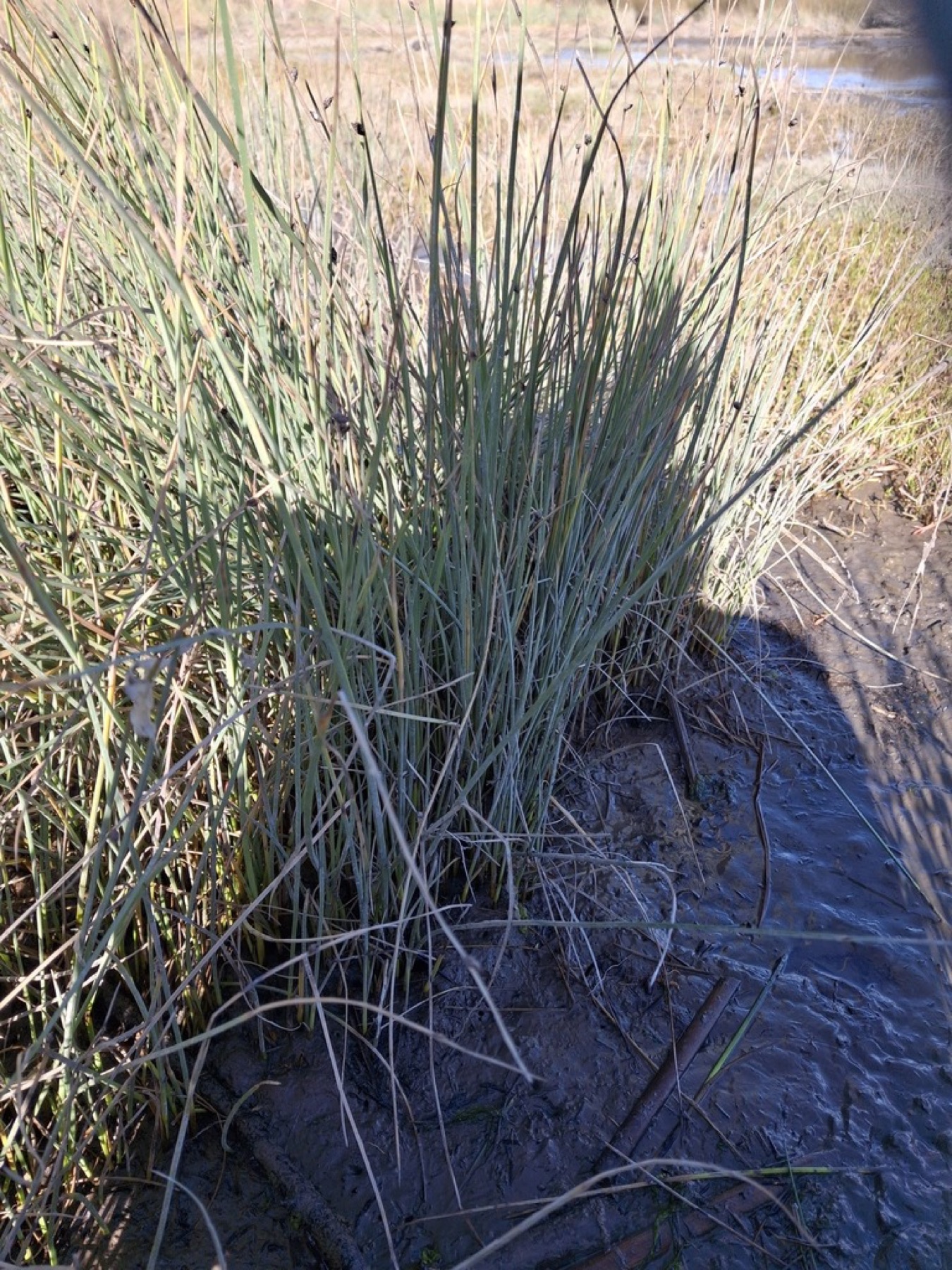 Common Three-square — photo 10