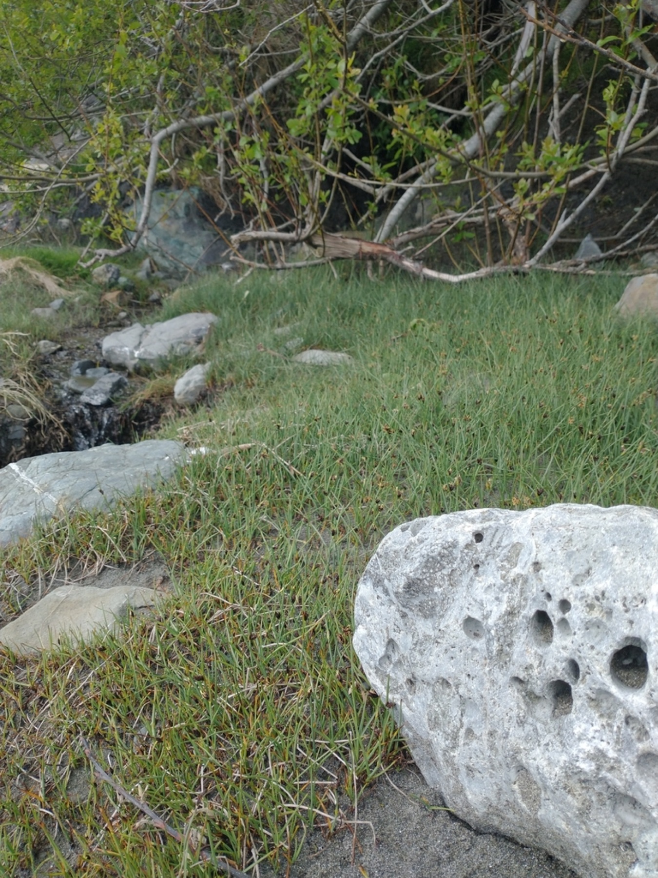 Common Three-square — photo 13