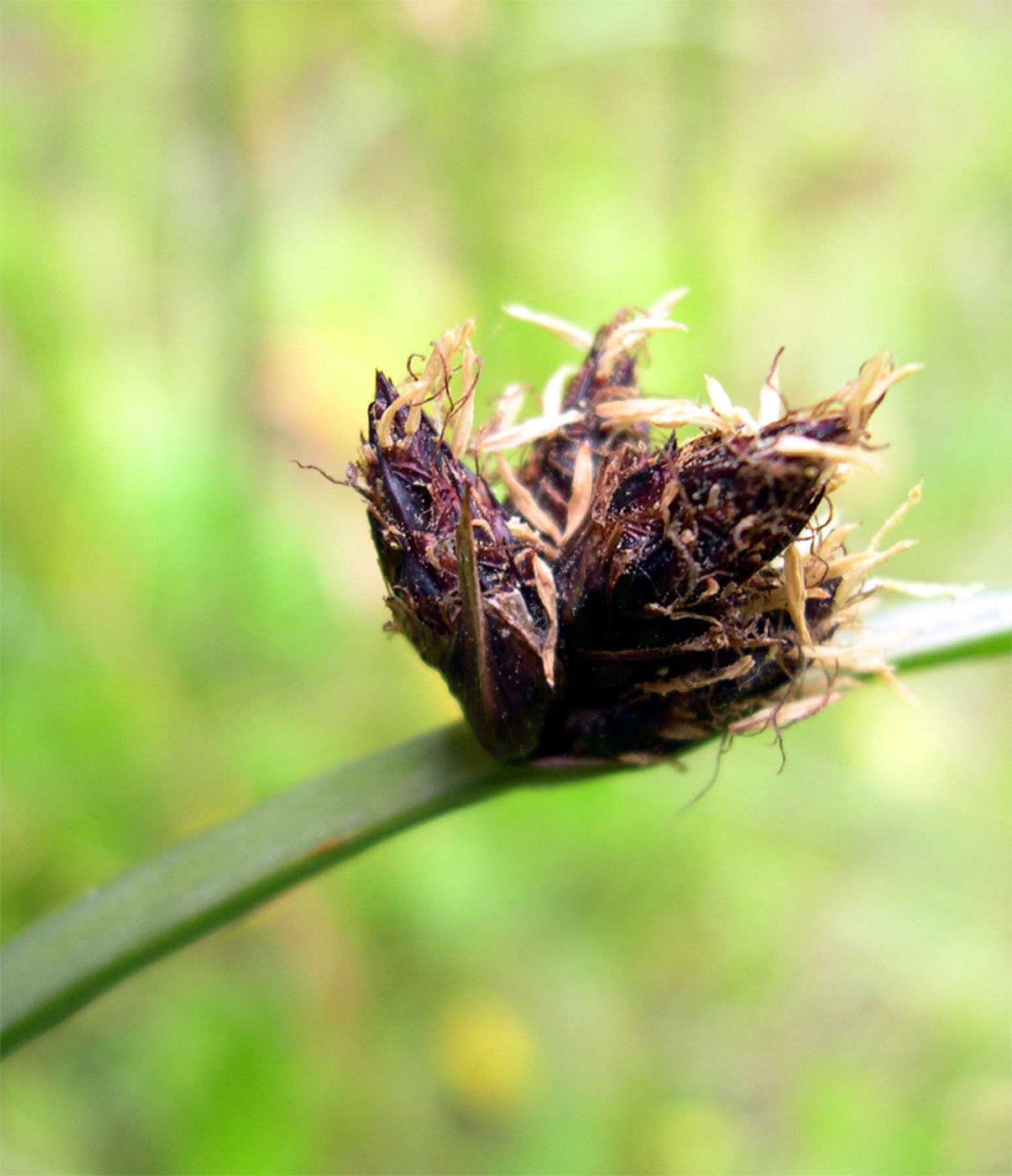 Common Three-square — photo 15