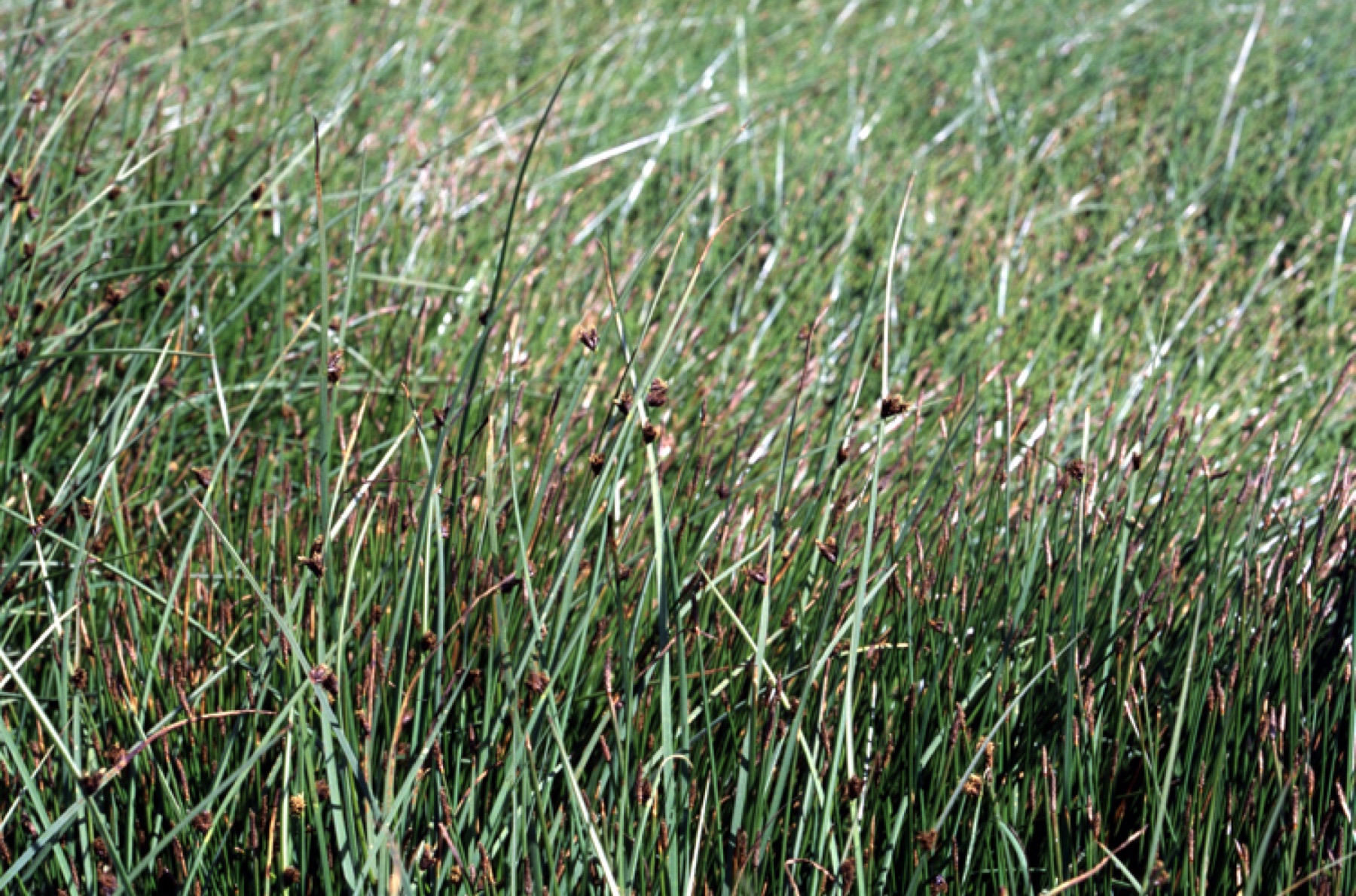 Common Three-square — photo 16