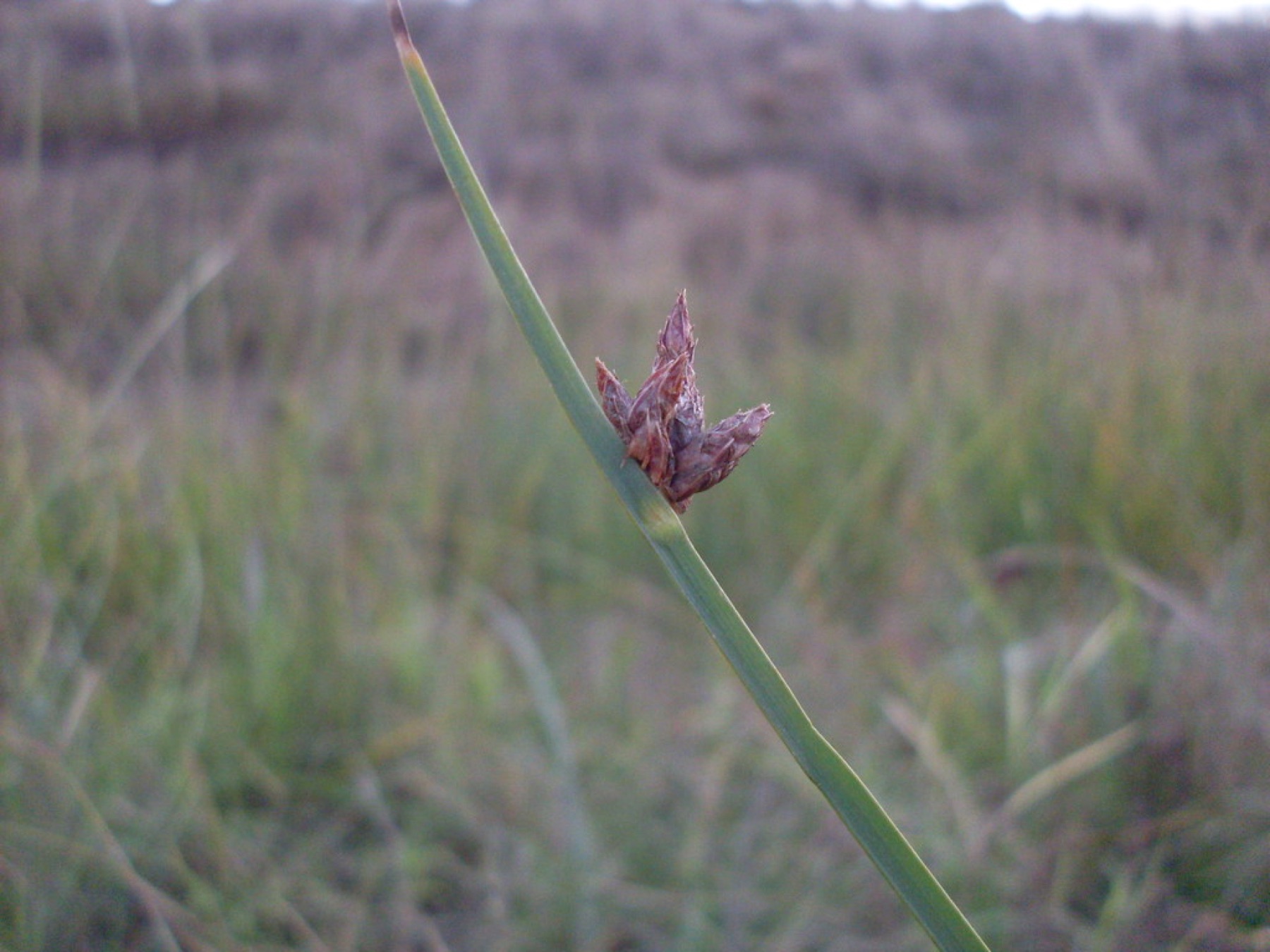 Common Three-square — photo 1
