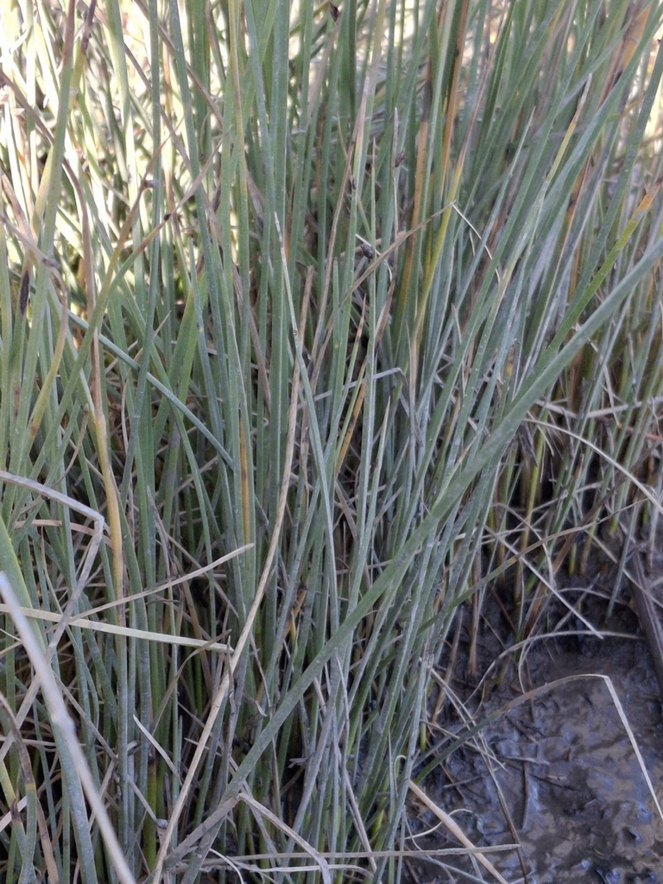 Common Three-square — photo 2