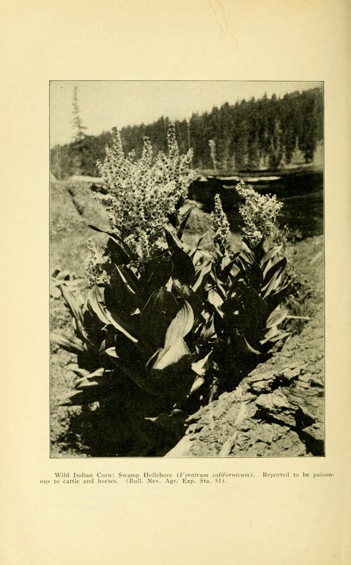 Corn Lily — photo 6