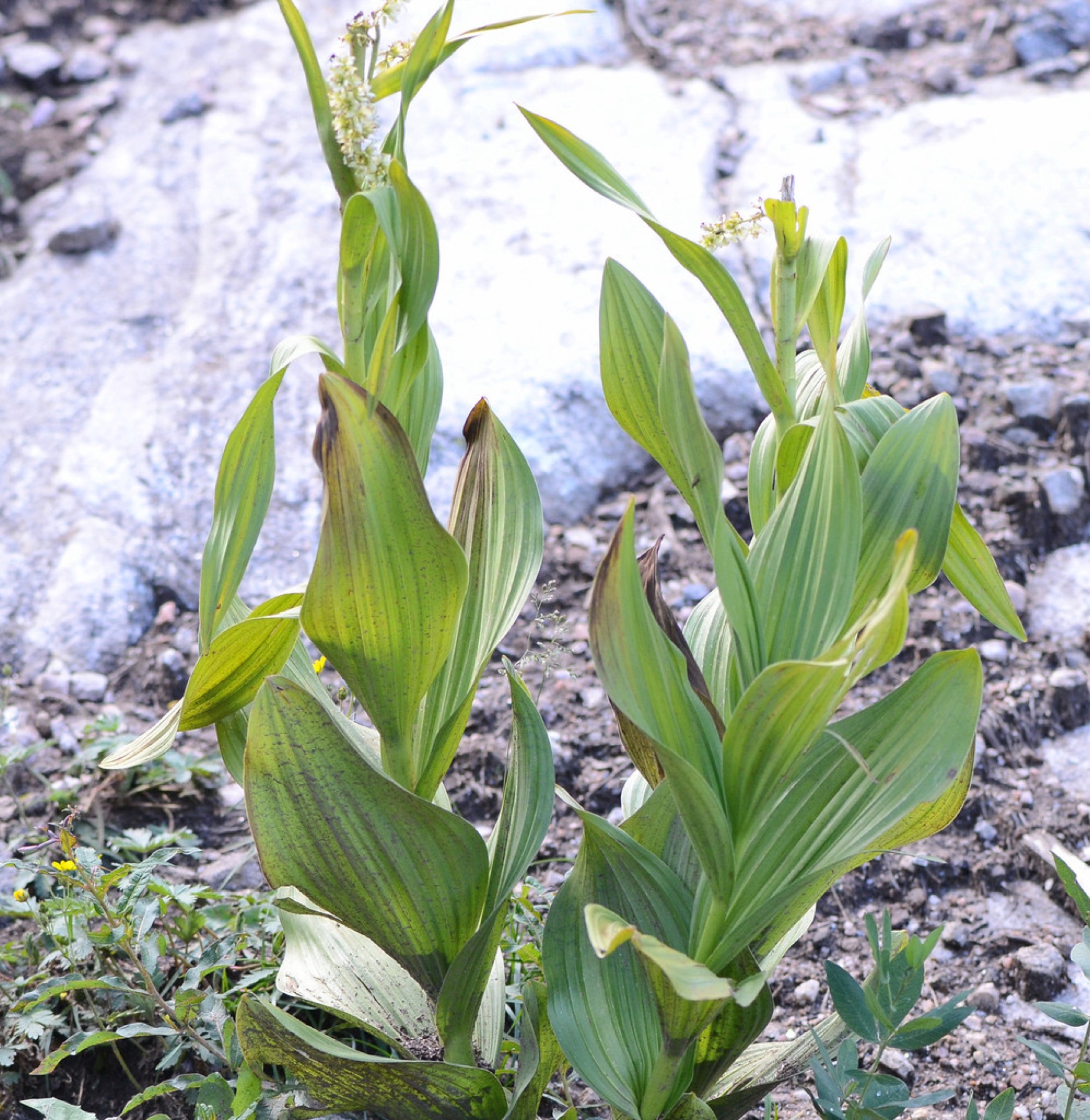 Corn Lily — photo 7