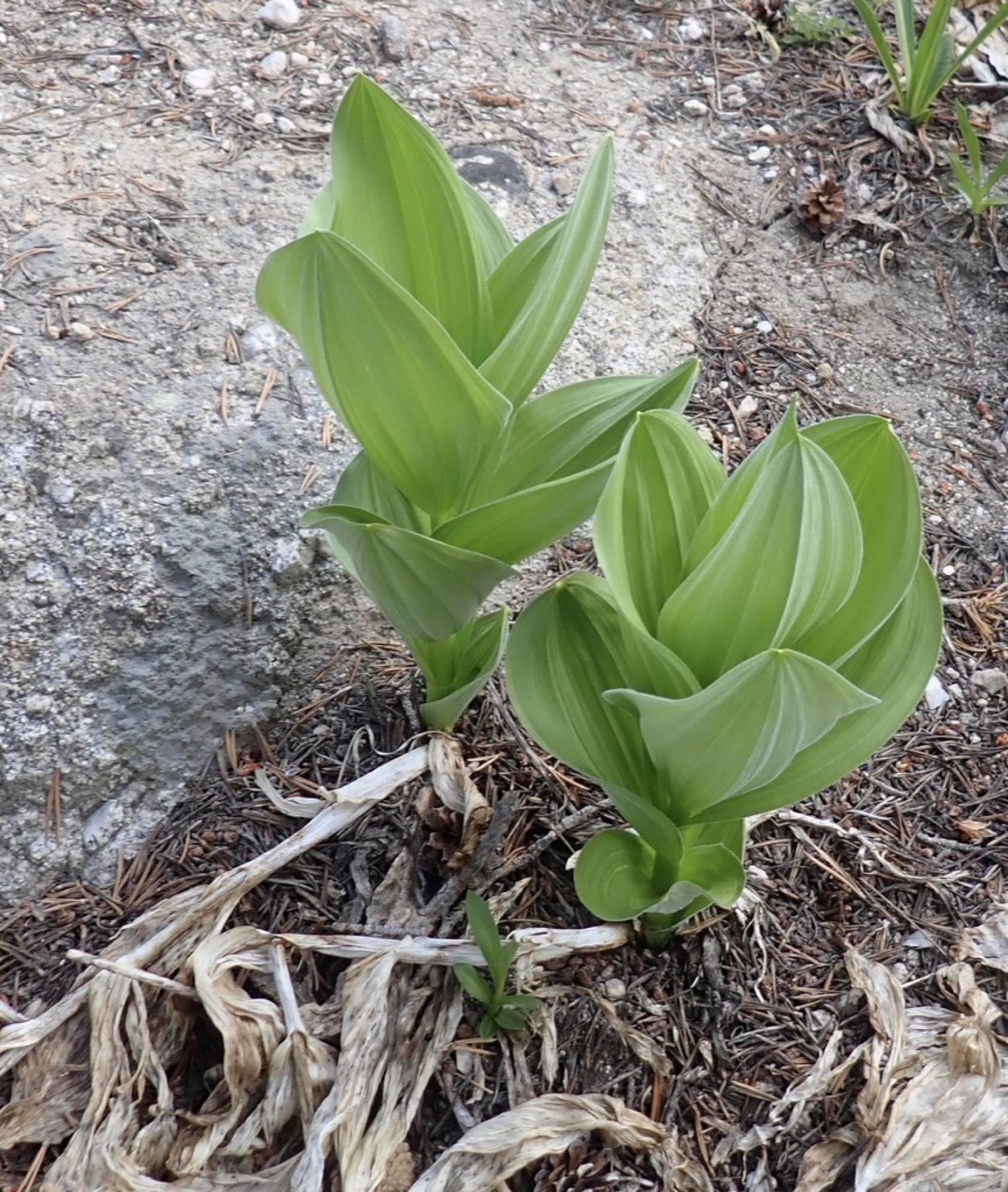 Corn Lily — photo 8