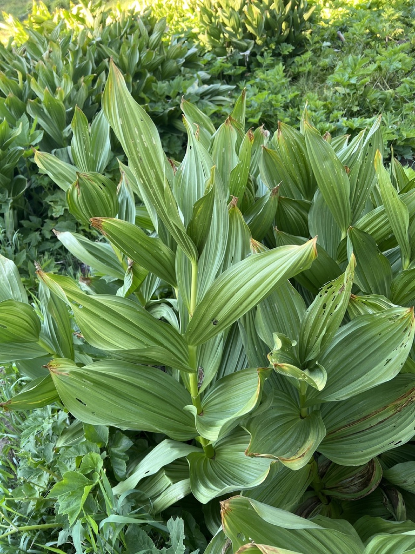 Corn Lily — photo 9
