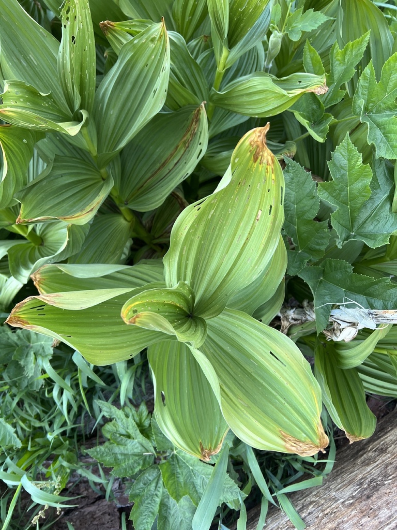 Corn Lily — photo 10