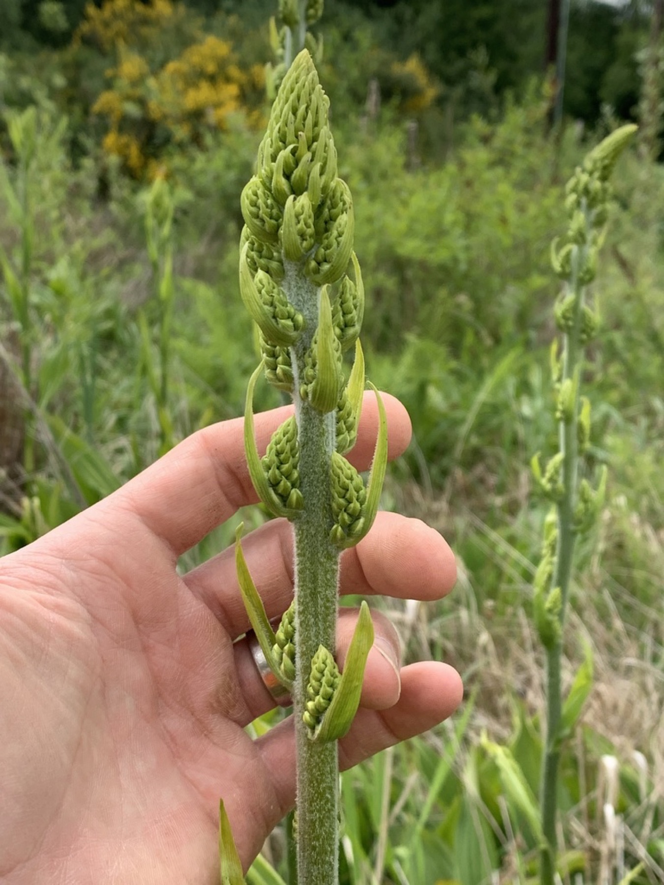 Corn Lily — photo 11