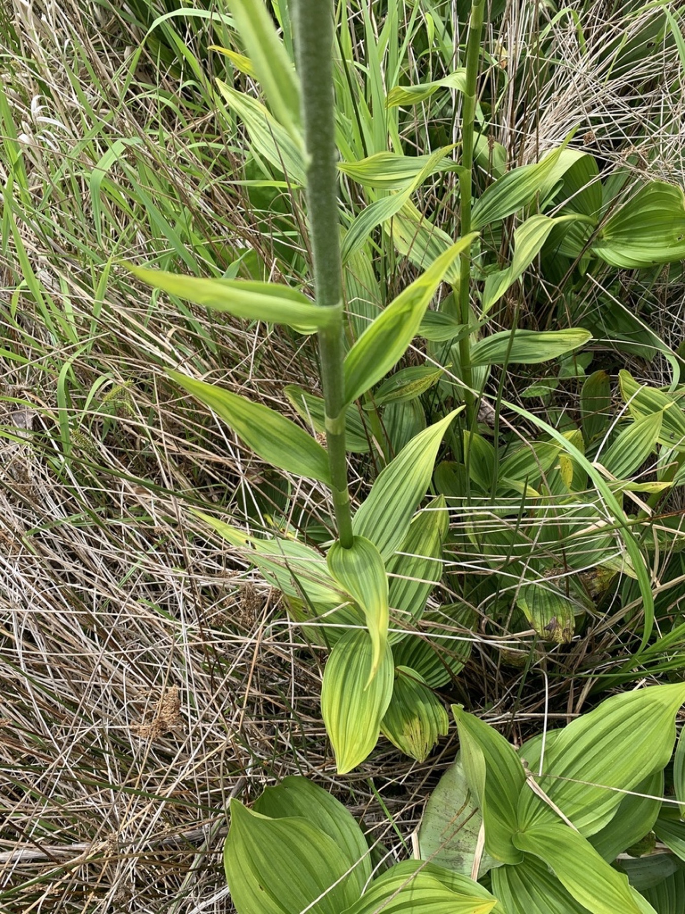 Corn Lily — photo 12