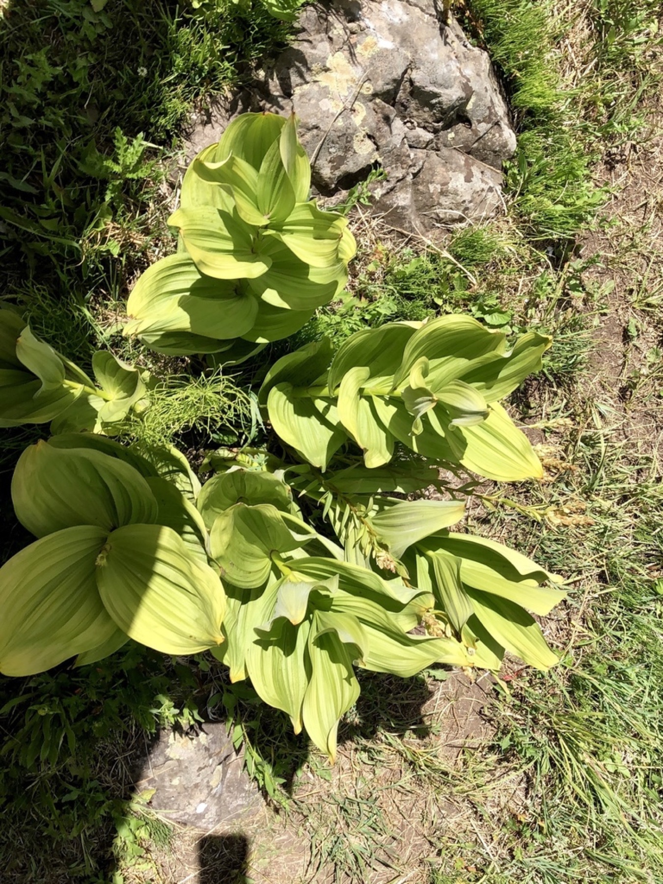 Corn Lily — photo 13