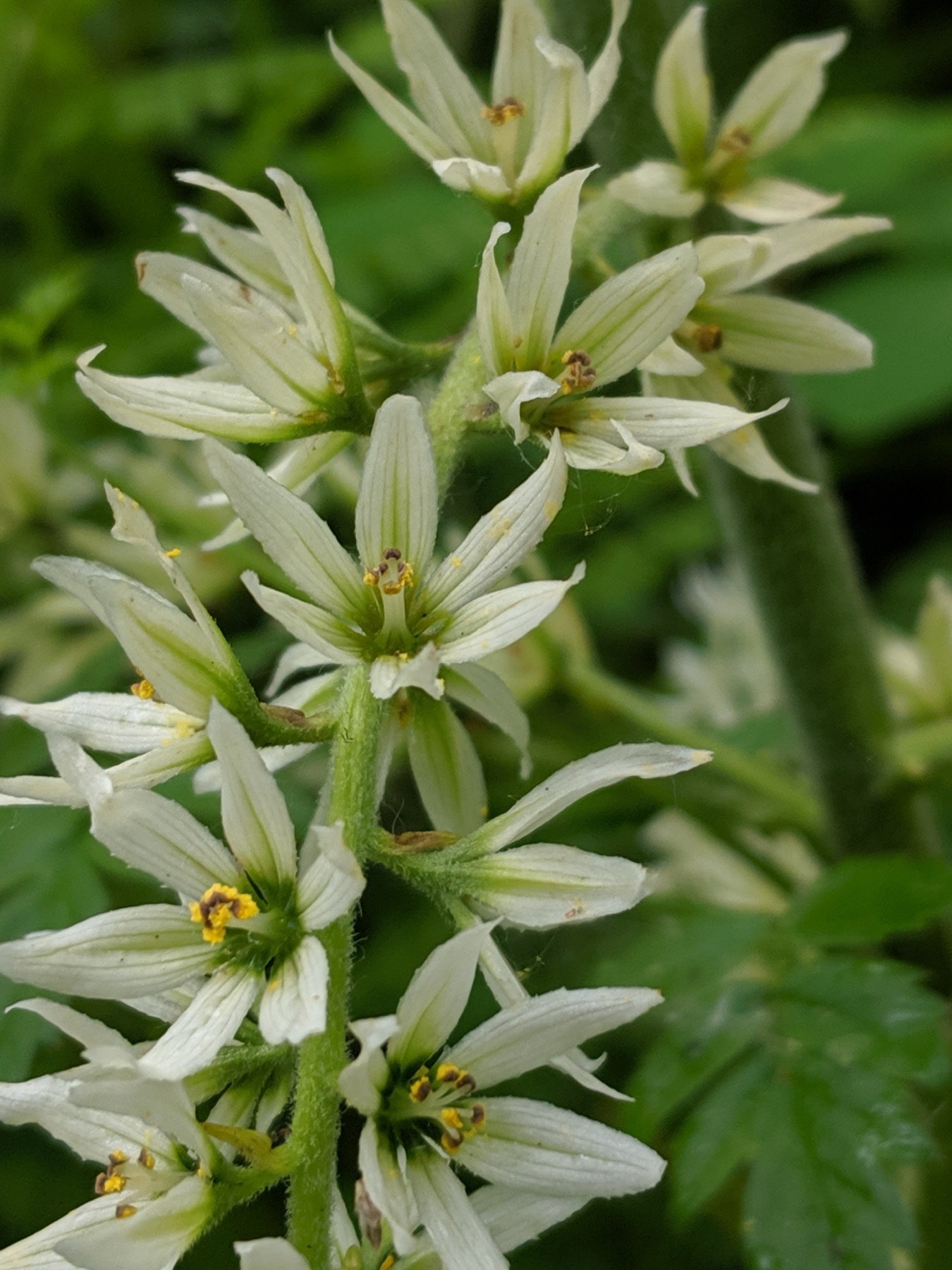 Corn Lily — photo 14