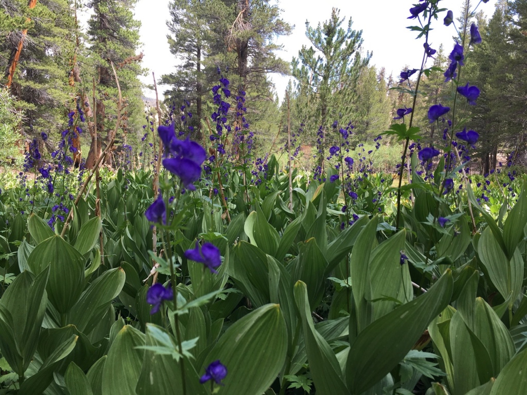Corn Lily — photo 15