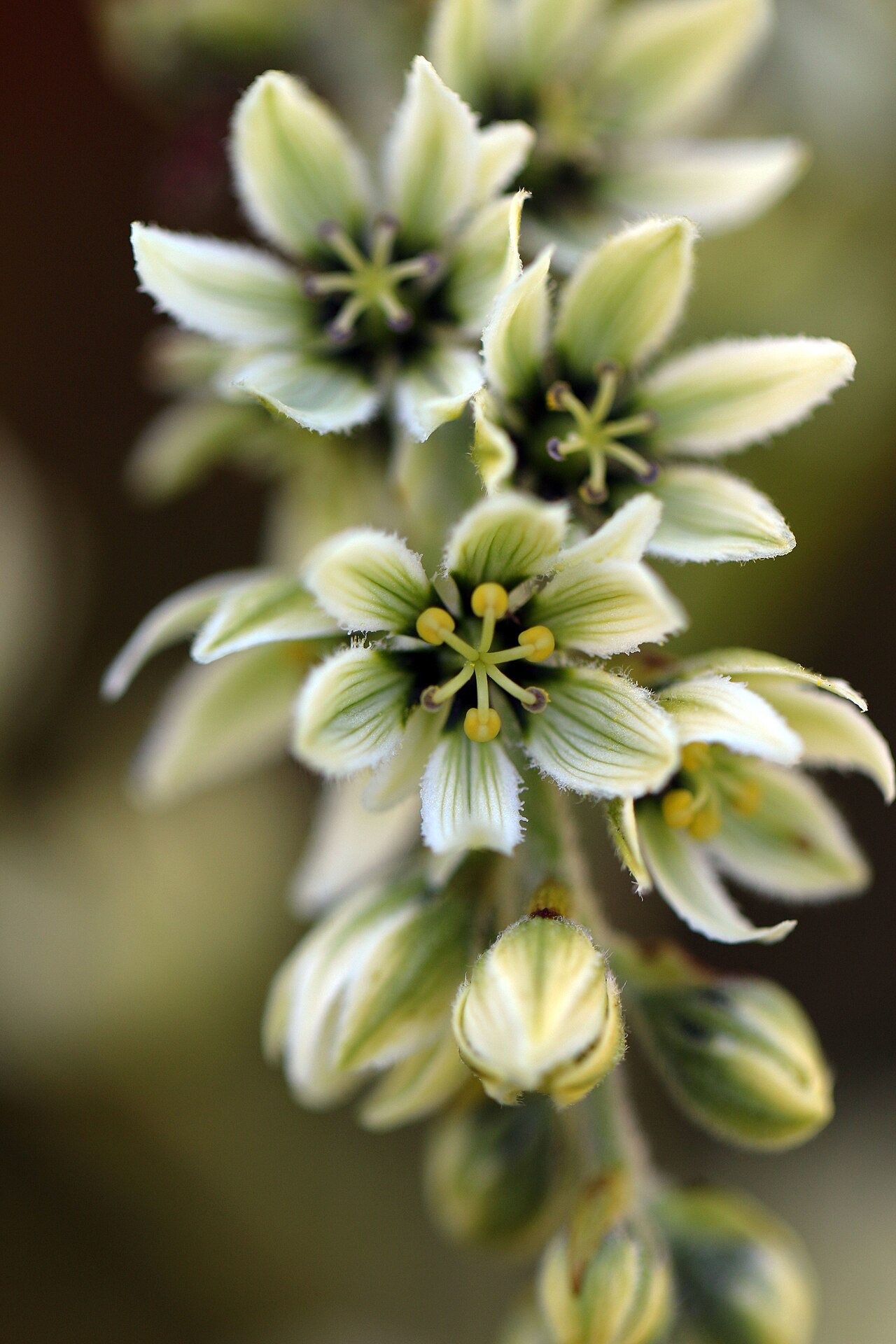 Corn Lily — photo 21