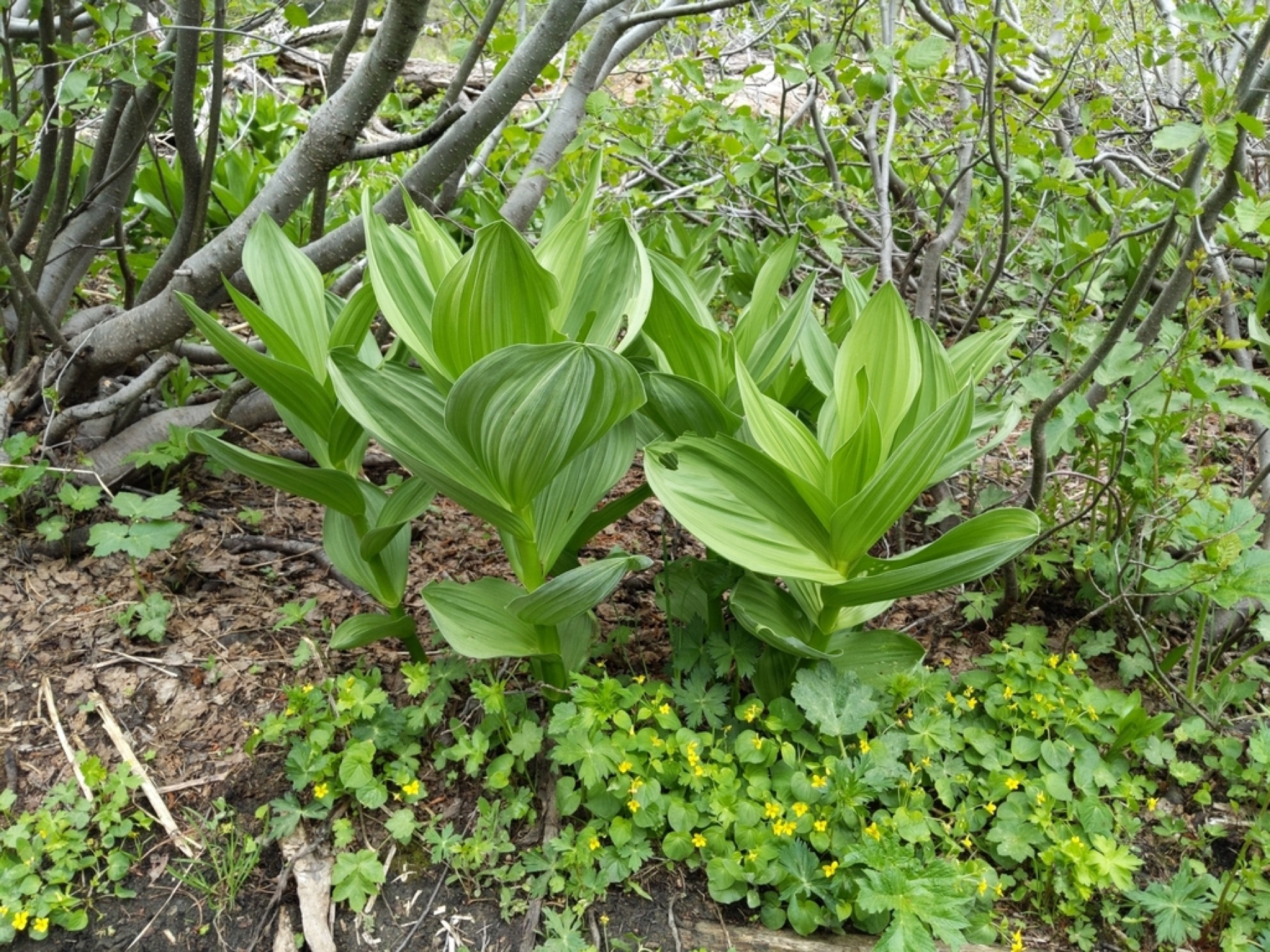Corn Lily — photo 16