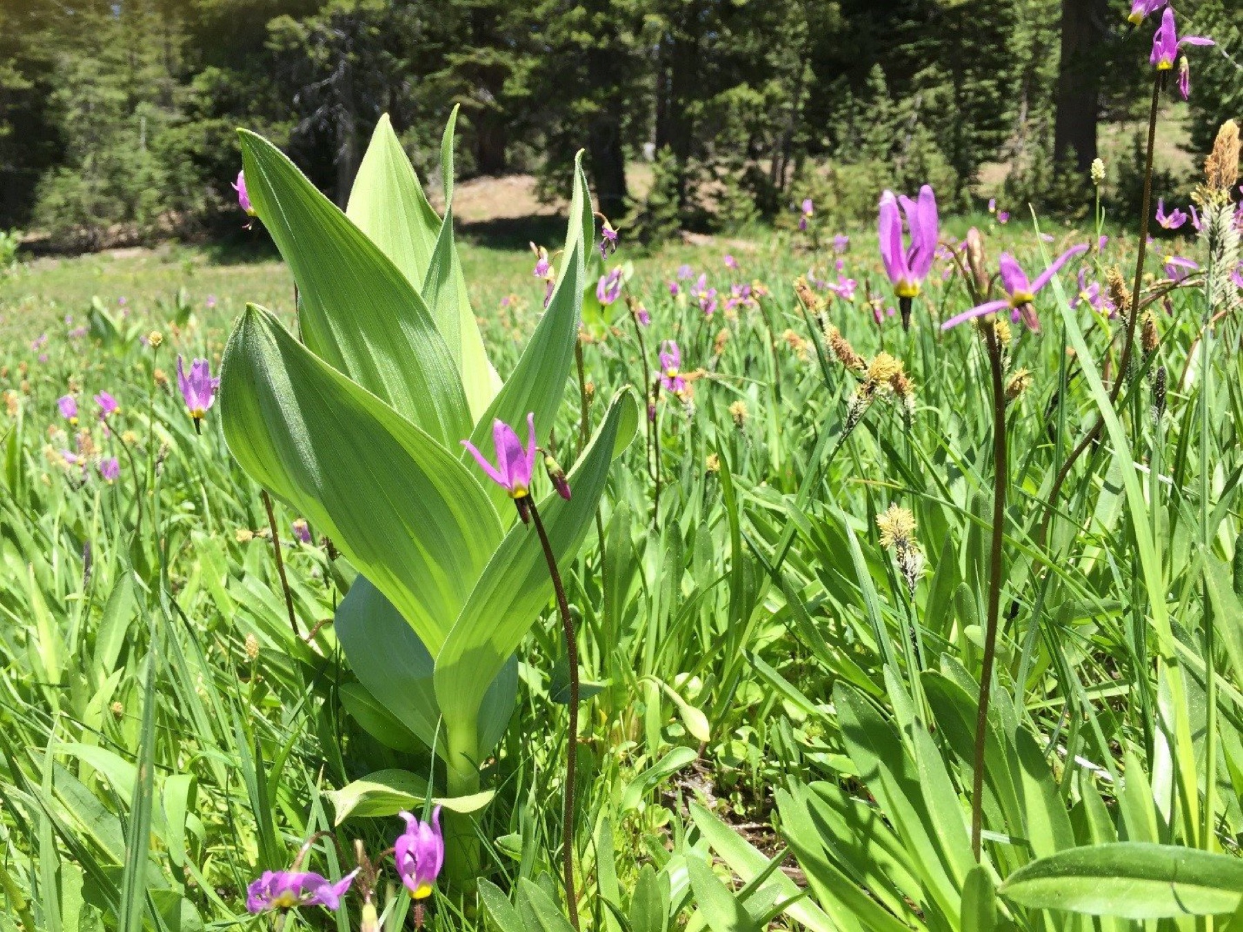 Corn Lily — photo 17
