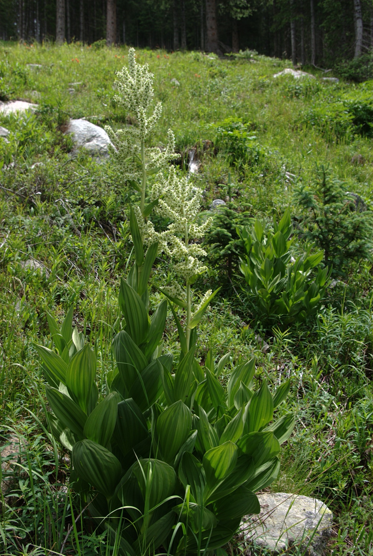 Corn Lily — photo 18