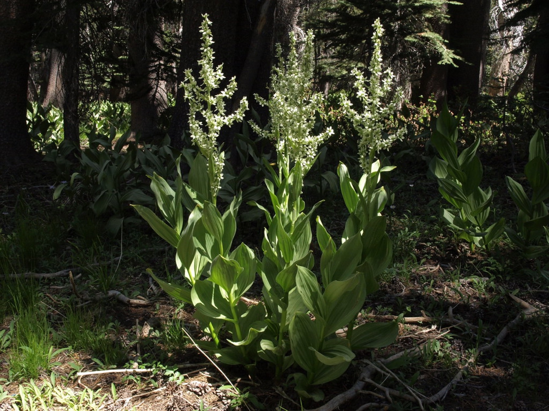 Corn Lily — photo 19