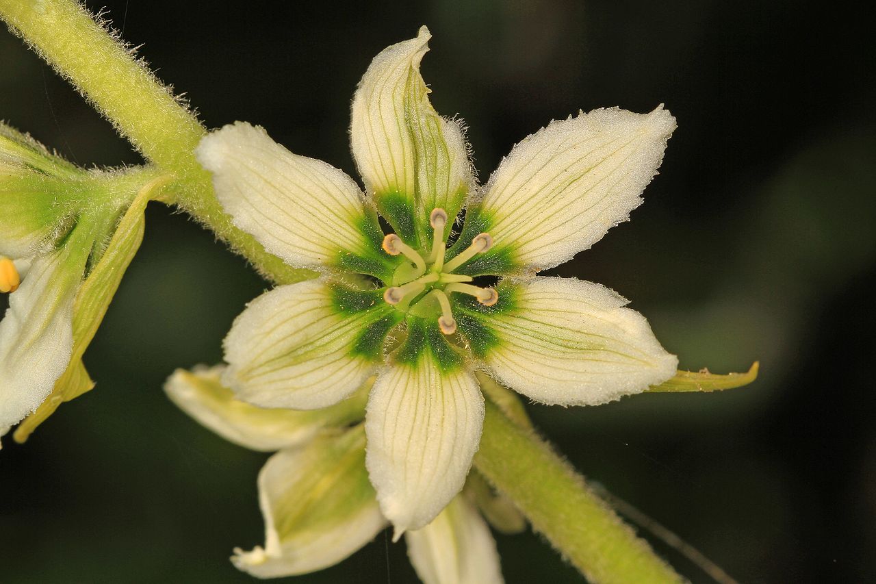 Corn Lily — photo 22