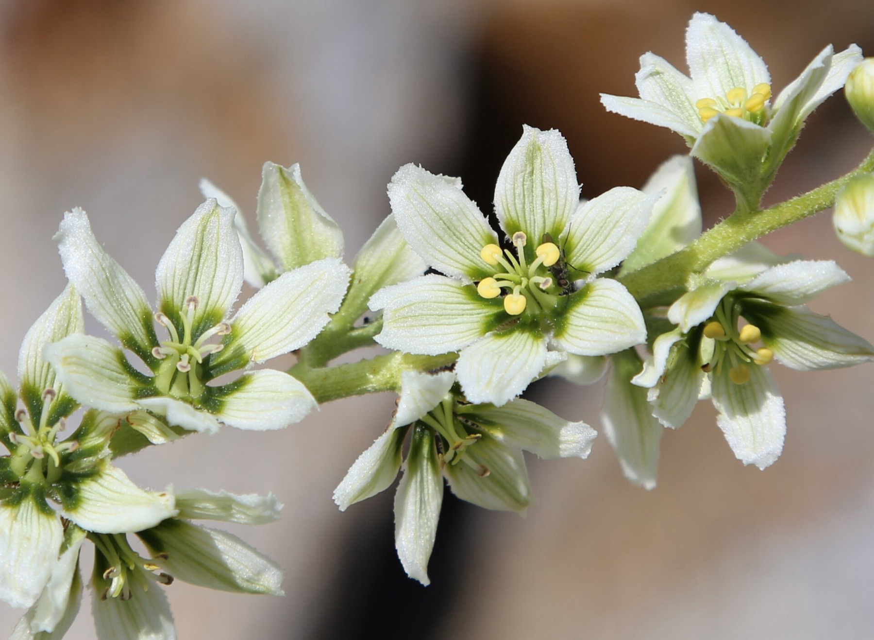 Corn Lily