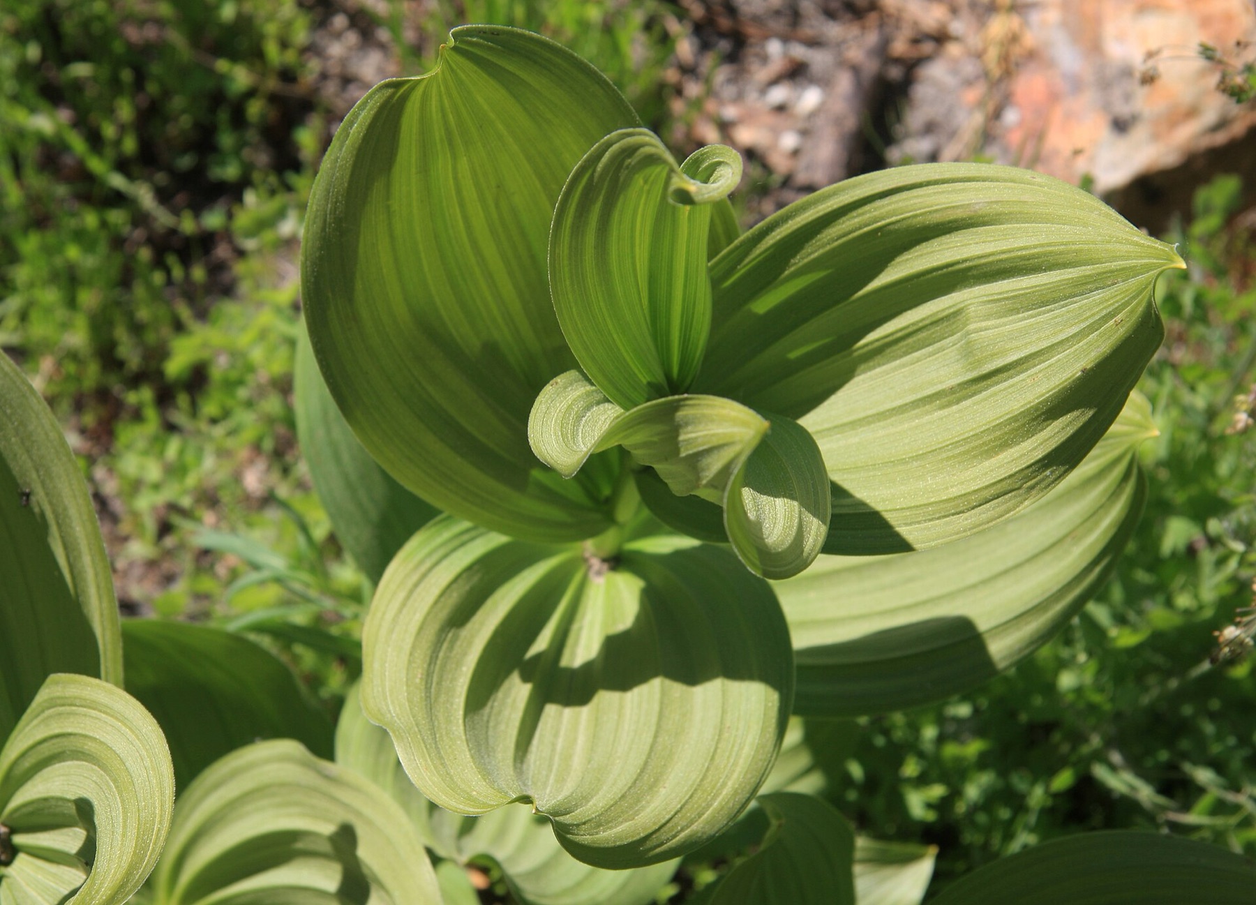 Corn Lily — photo 2