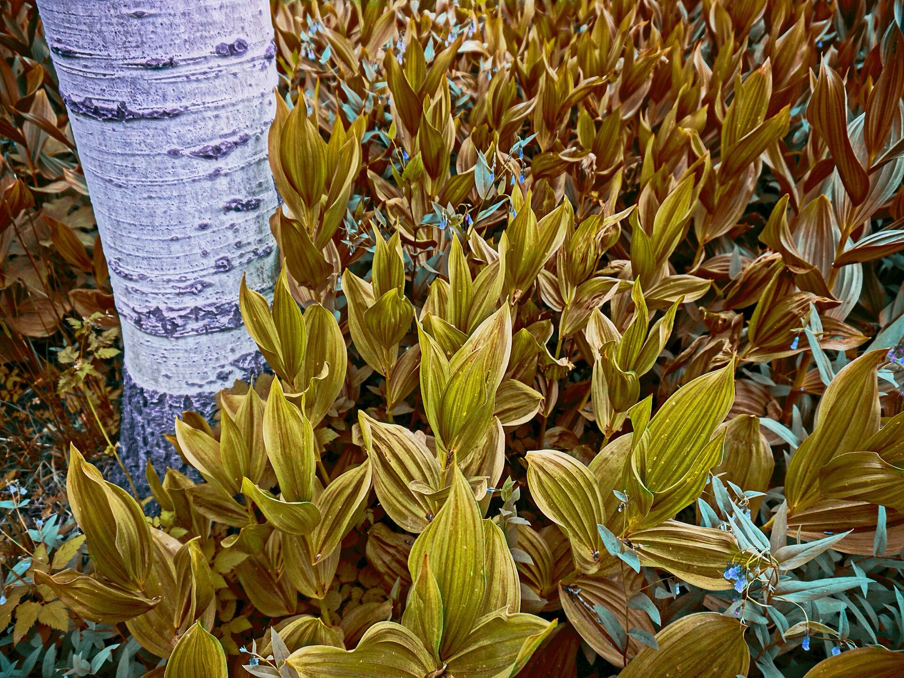Corn Lily — photo 4