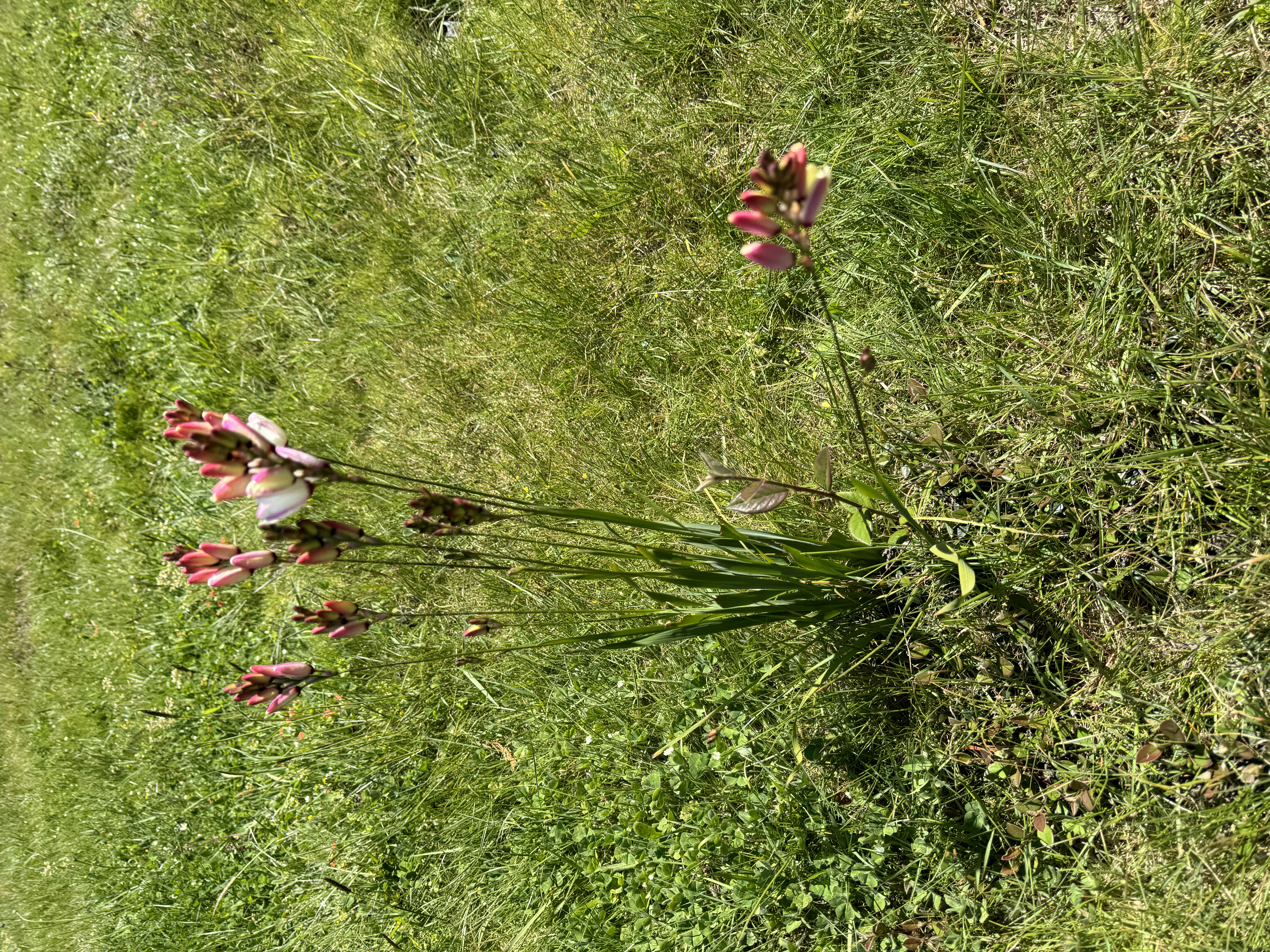 Corn Lily — photo 20