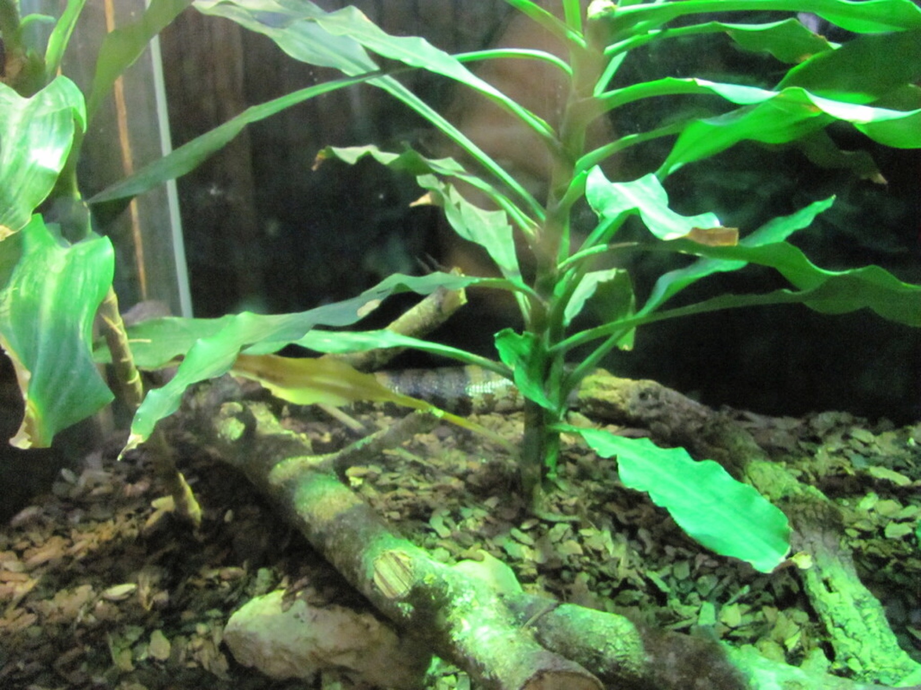 Corn Plant — photo 6